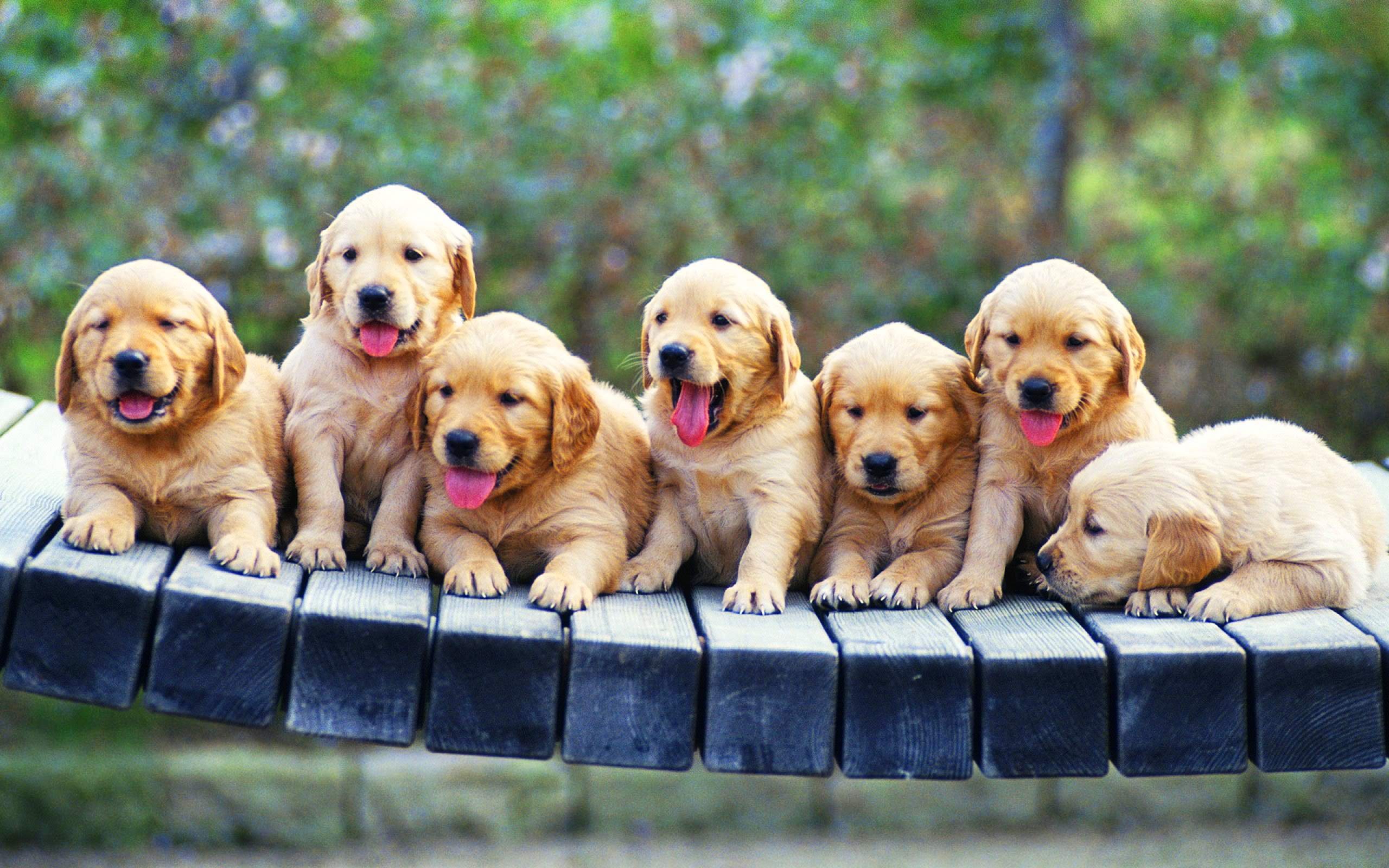 fondo de pantalla de perros para móvil,perro,golden retriever,perrito,perro de compañía