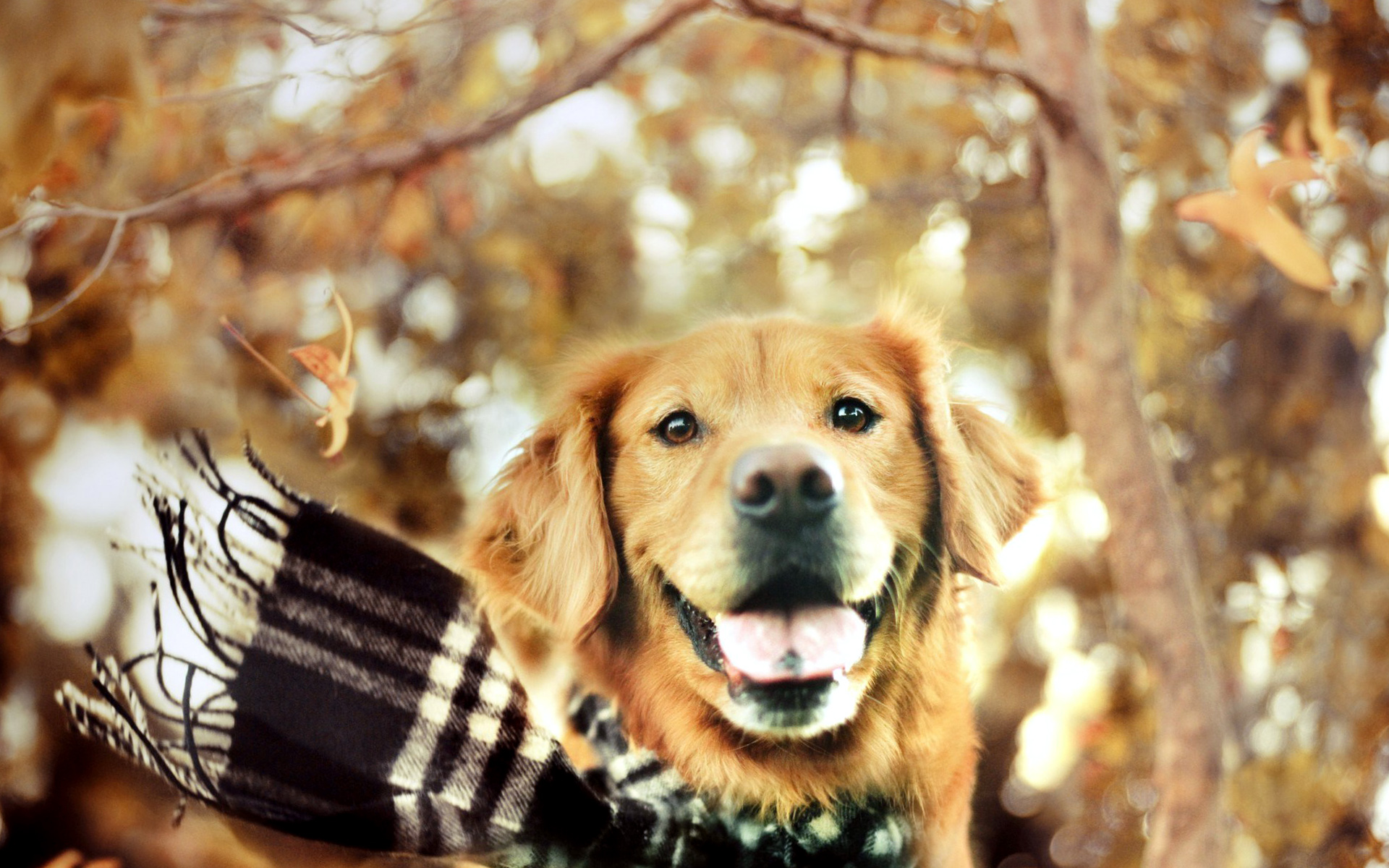 dog lover wallpaper,dog,dog breed,canidae,mammal,golden retriever