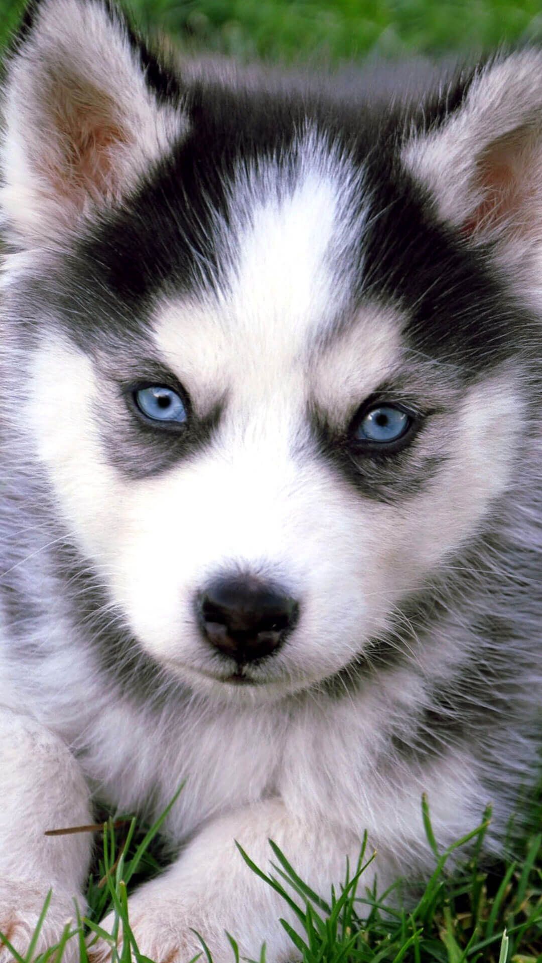 Husky Puppy Wallpaper Siberian Husky Mammal Dog Vertebrate Canidae Wallpaperuse