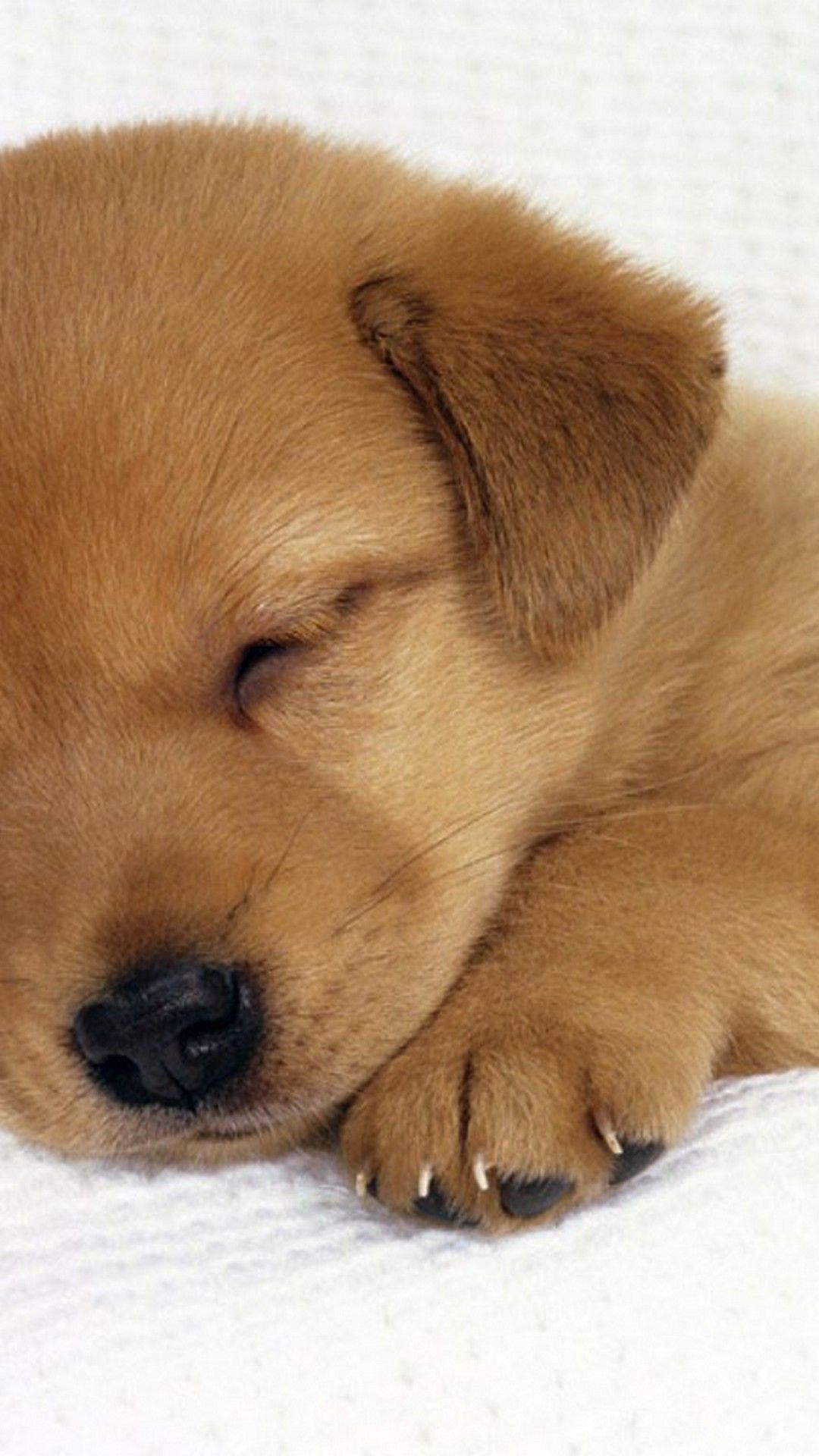 puppy wallpaper iphone,dog breed,dog,canidae,mammal,puppy