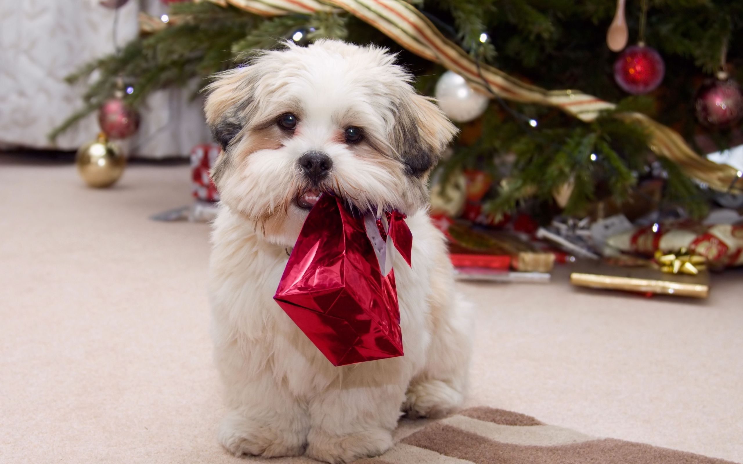 クリスマスの子犬の壁紙,犬,マルタ人,子犬