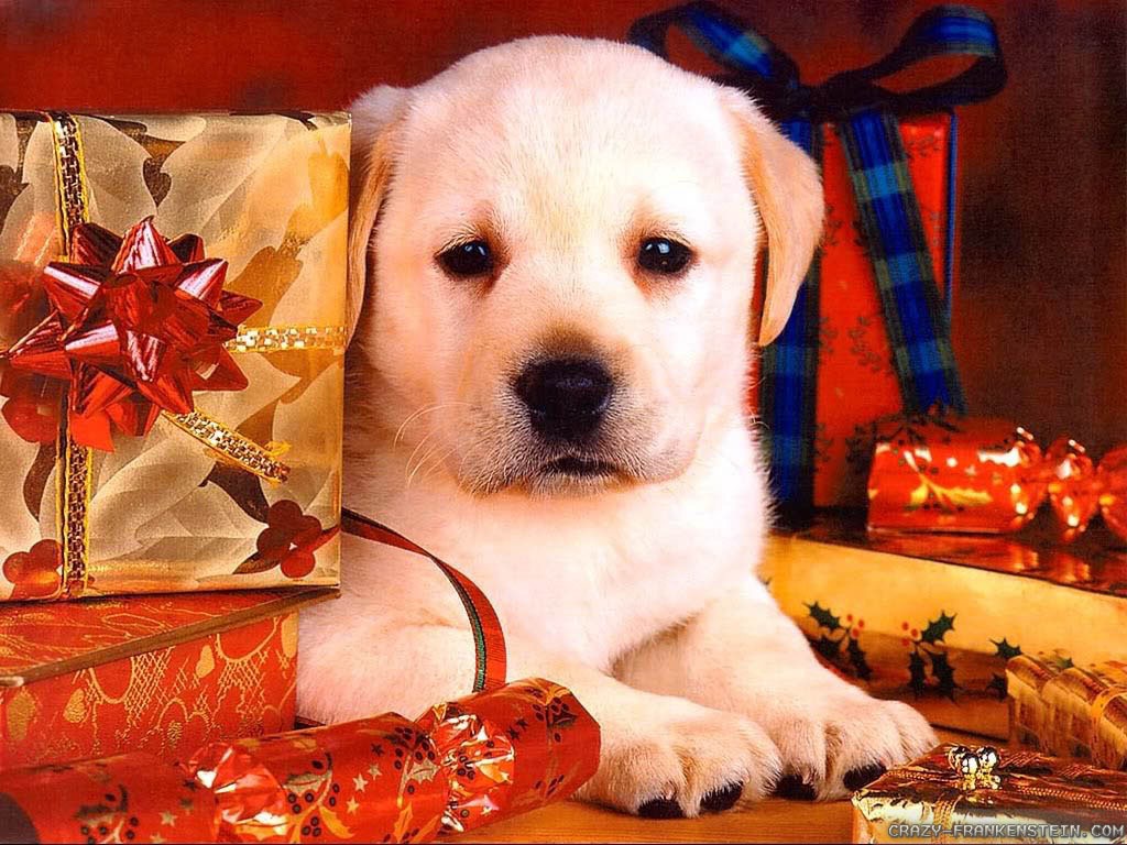 クリスマスの子犬の壁紙,犬,ラブラドール・レトリバー,子犬,スポーツグループ,クリスマス・イブ