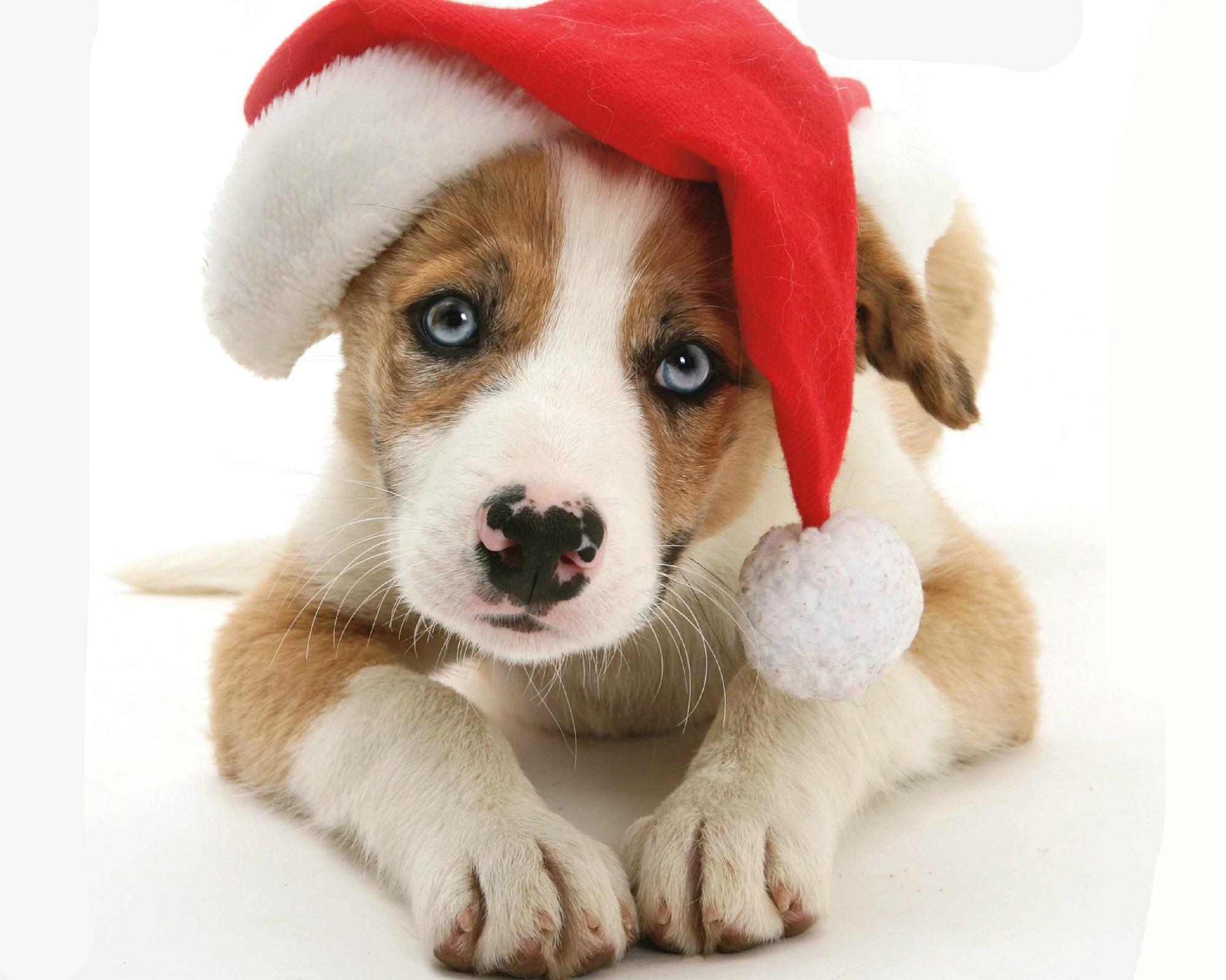 navidad cachorro fondo de pantalla,perro,perrito,pembroke welsh corgi,rebeca corgi galés,perro de compañía