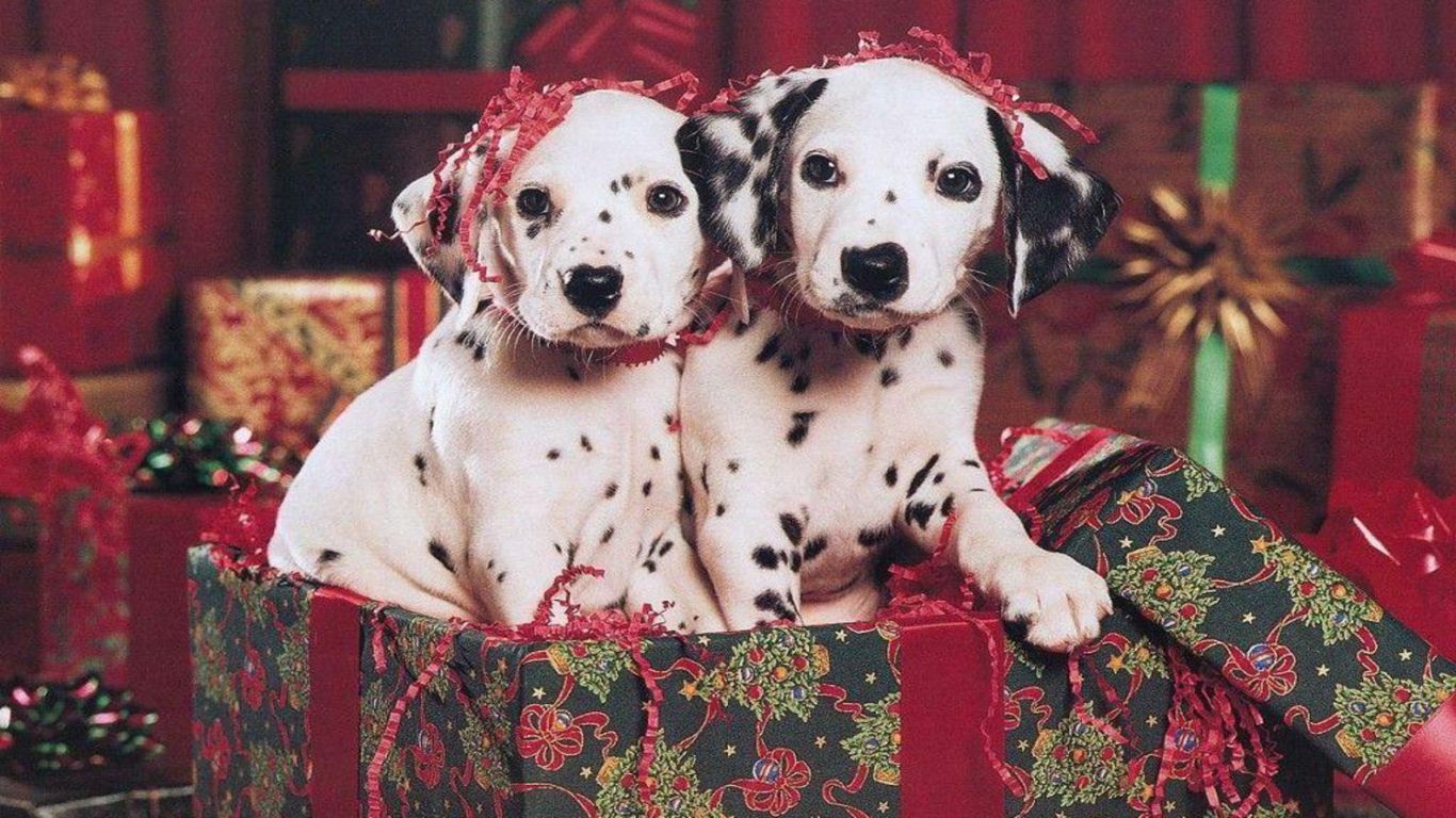 クリスマスの子犬の壁紙,犬,ダルメシアン,非スポーツグループ,コンパニオンドッグ,スポーツグループ