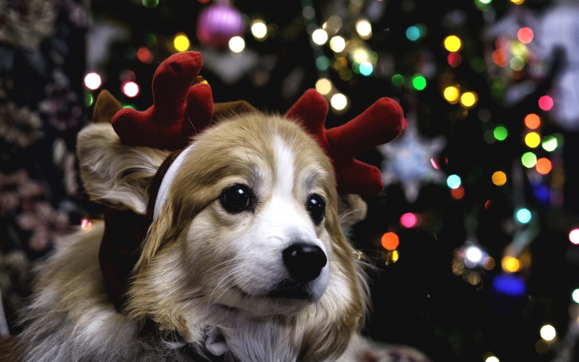 navidad cachorro fondo de pantalla,perro,perrito,navidad,hocico,árbol de navidad