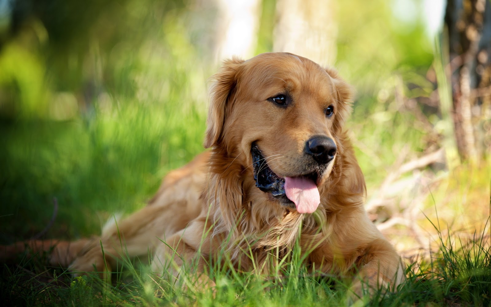 descarga de fondo de pantalla de perro,perro,golden retriever,grupo deportivo,perro de compañía