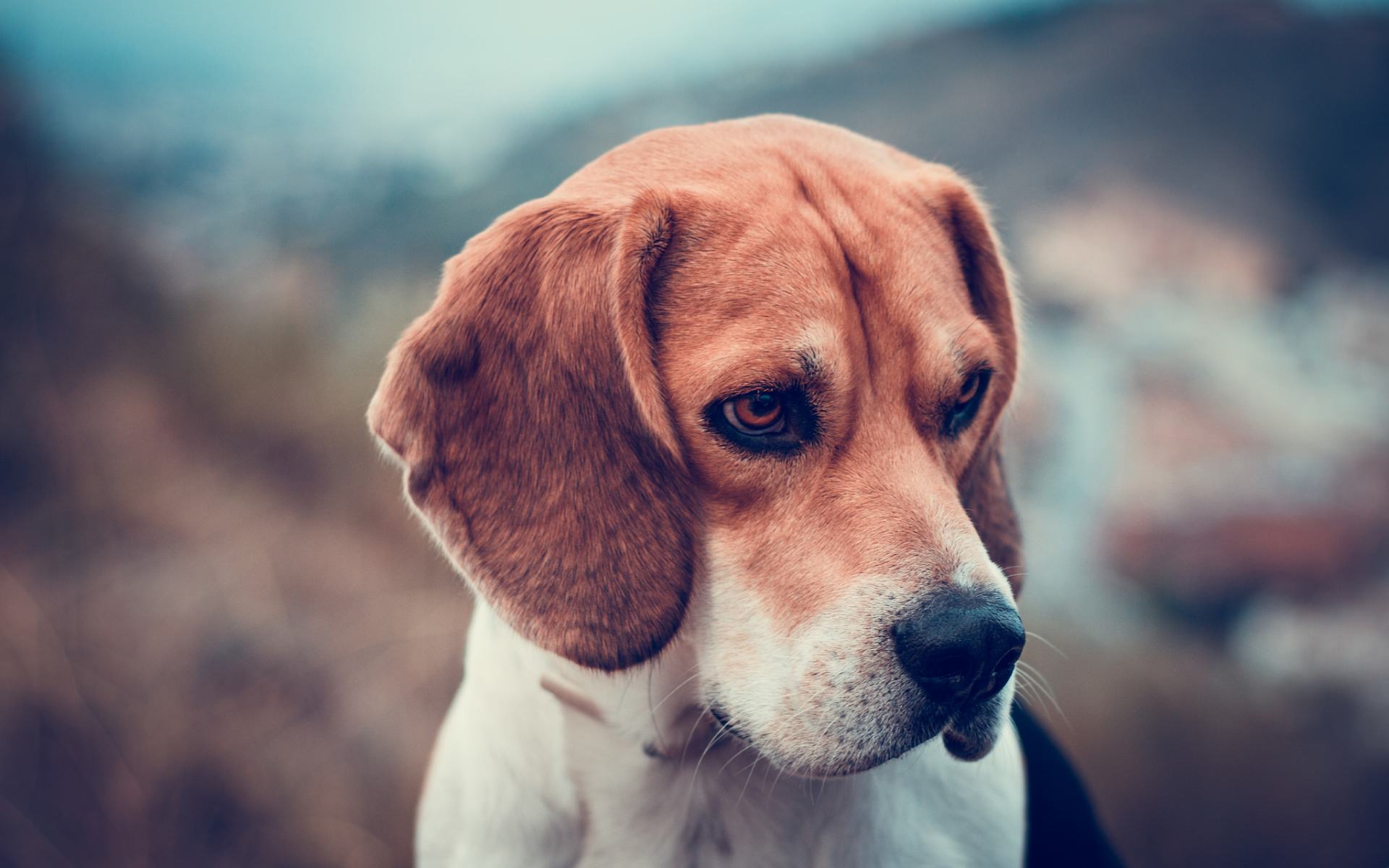 téléchargement de fond d'écran de chien,chien,beagle,harrier,renard américain,museau