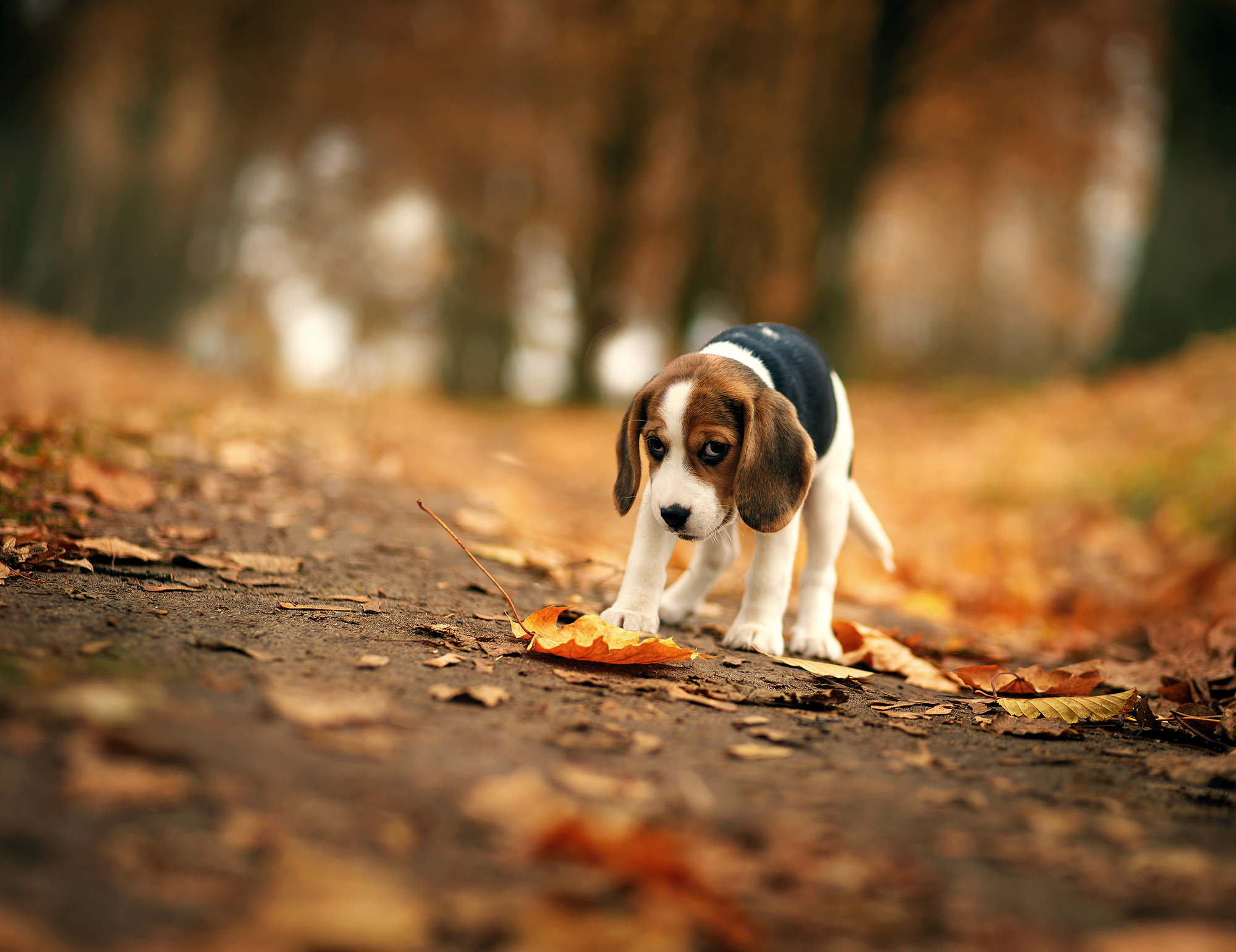 papier peint chiot beagle,chien,beagle,chien tricolore serbe,chien finlandais,harrier