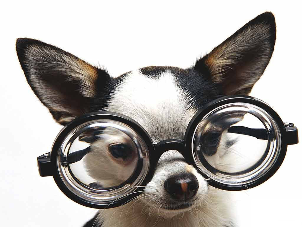 面白い子犬の壁紙,アイウェア,眼鏡,犬,個人用保護具,頭