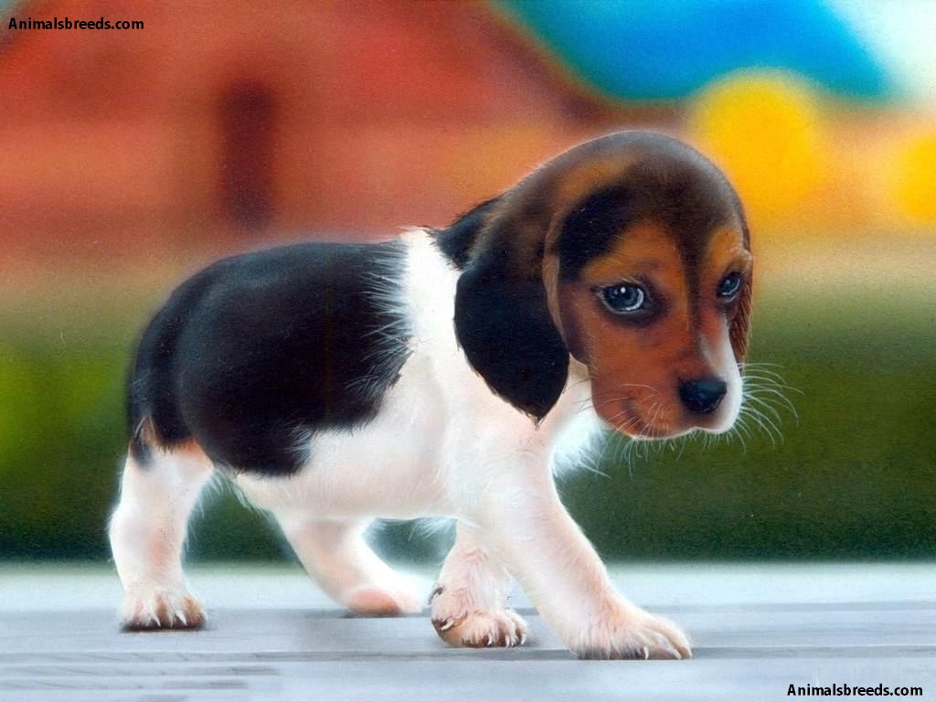 beagle puppy wallpaper,dog,mammal,vertebrate,dog breed,canidae