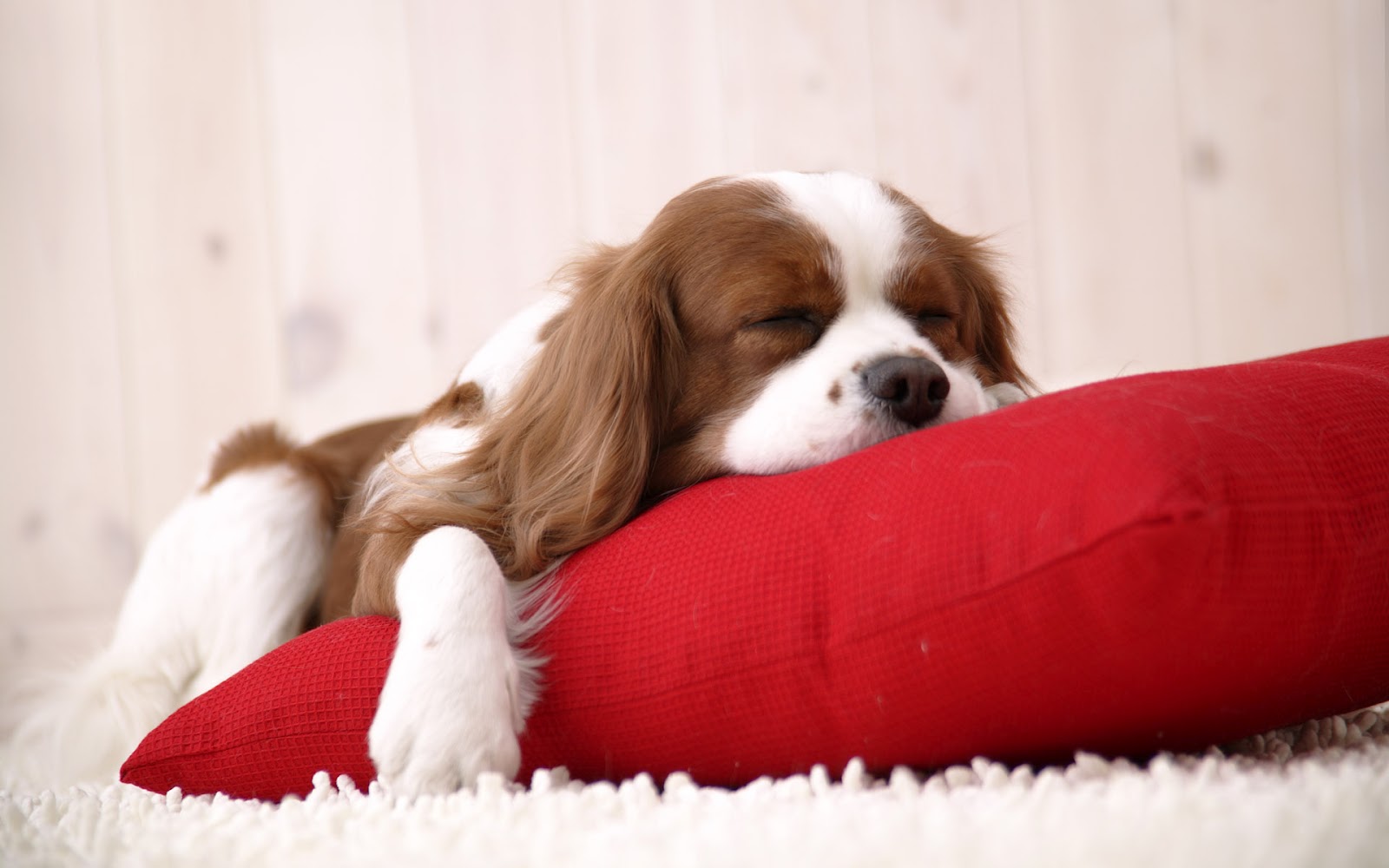 面白い子犬の壁紙,犬,キングチャールズスパニエル,キャバリアキングチャールズスパニエル,子犬,コンパニオンドッグ