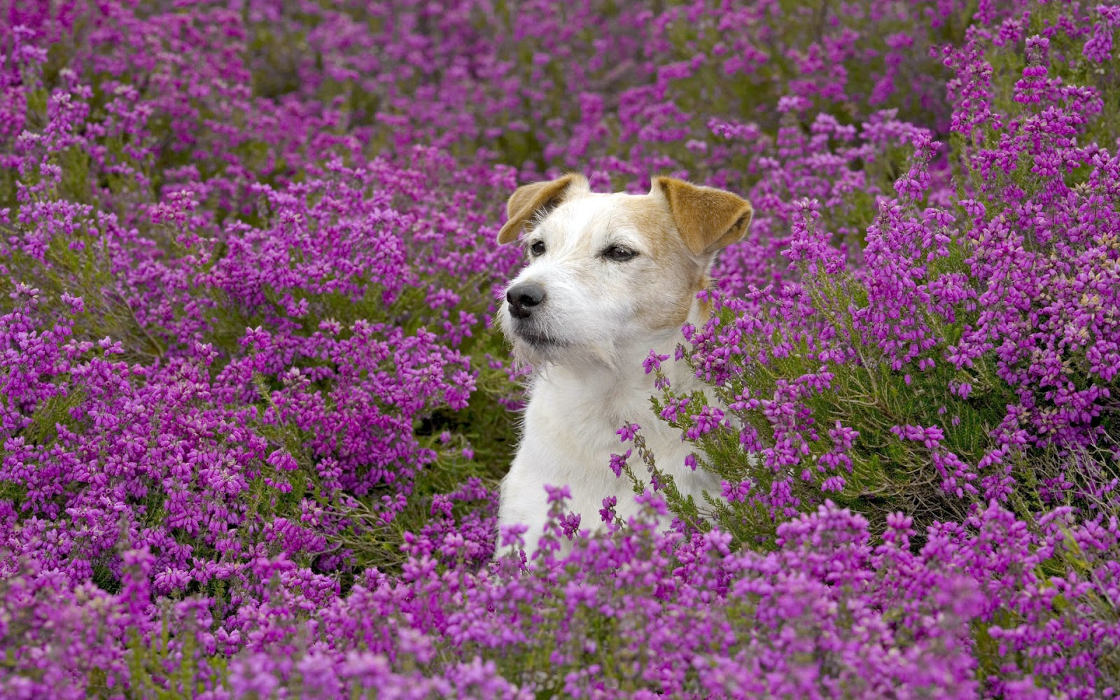 Dog In Purple Flowers- WallpaperUse