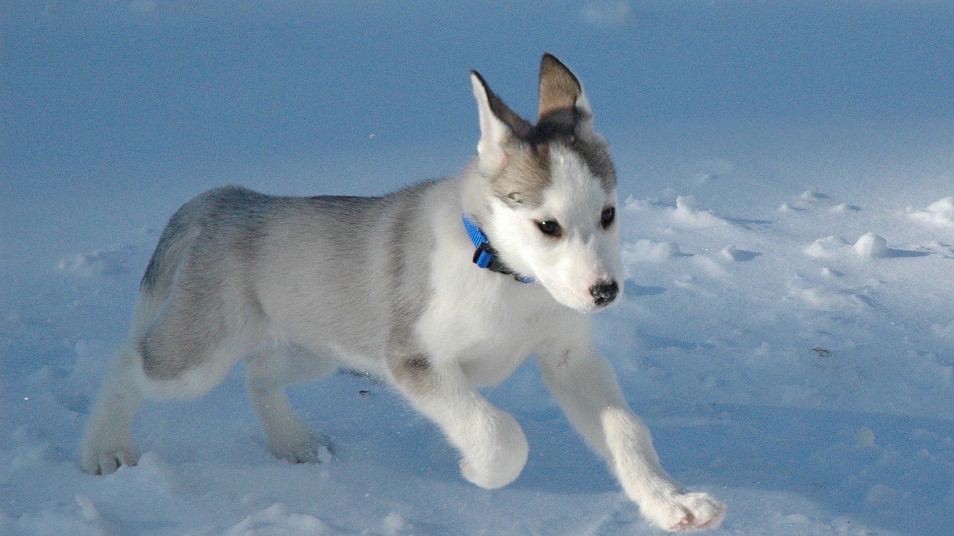 schöne hundetapete,hund,sibirischer husky,sakhalin husky,nördlicher inuit hund