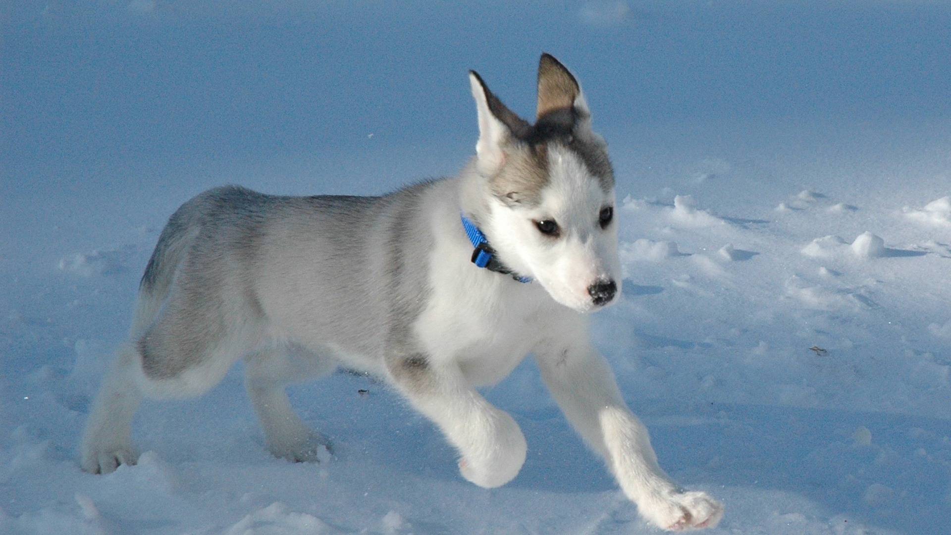 美しい犬の壁紙,犬,シベリアンハスキー,サハリンハスキー,北イヌイット犬