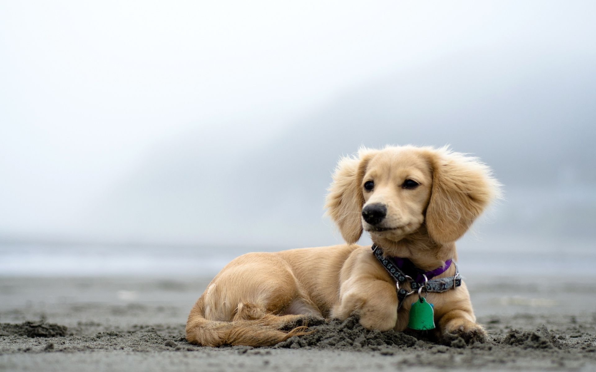 welpen desktop hintergrund,hund,golden retriever,begleithund,hündchen