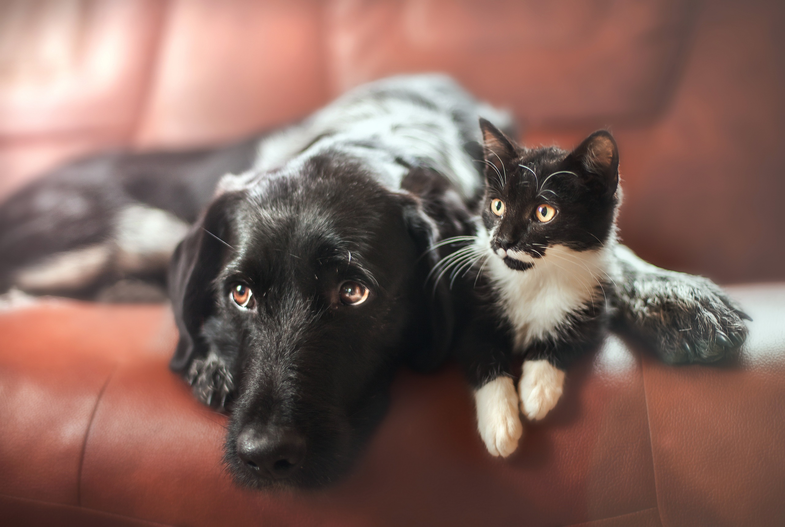 fondo de pantalla de pantano,gato,perro,bigotes,felidae,gatos pequeños a medianos