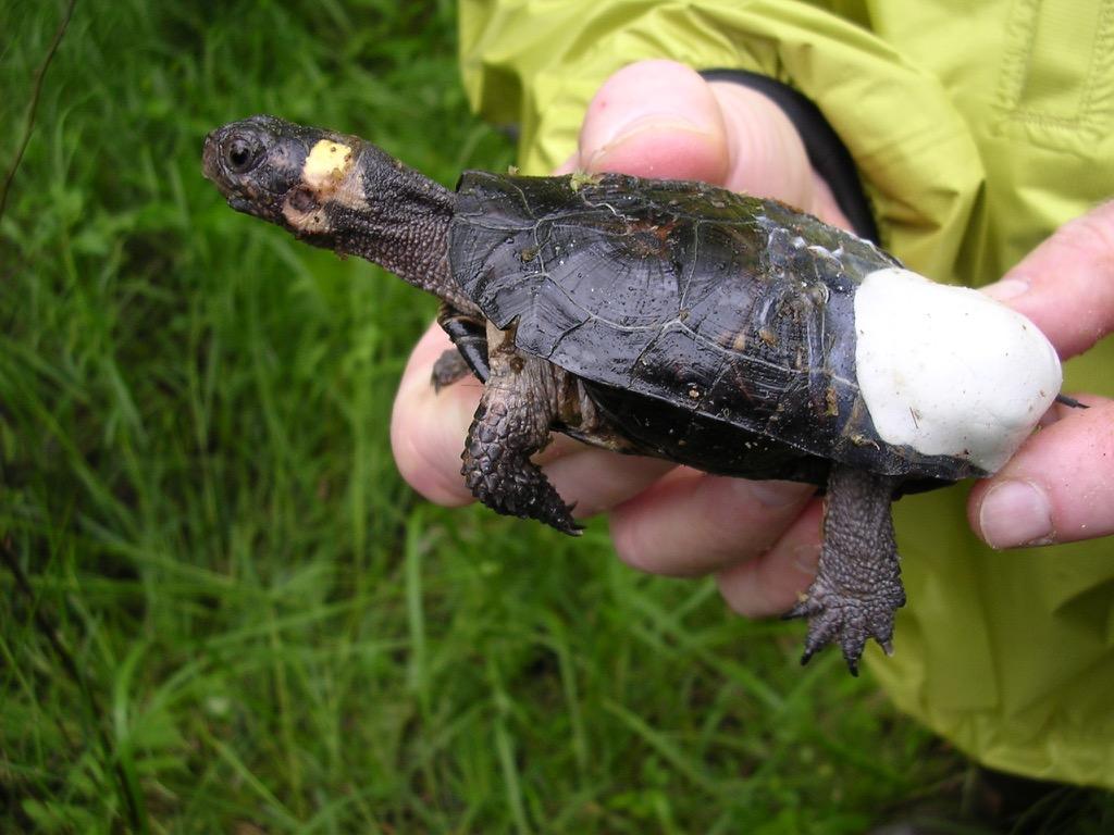 fond d'écran de tourbière,reptile,tortue,tortue de bassin,tortue,tortue boîte