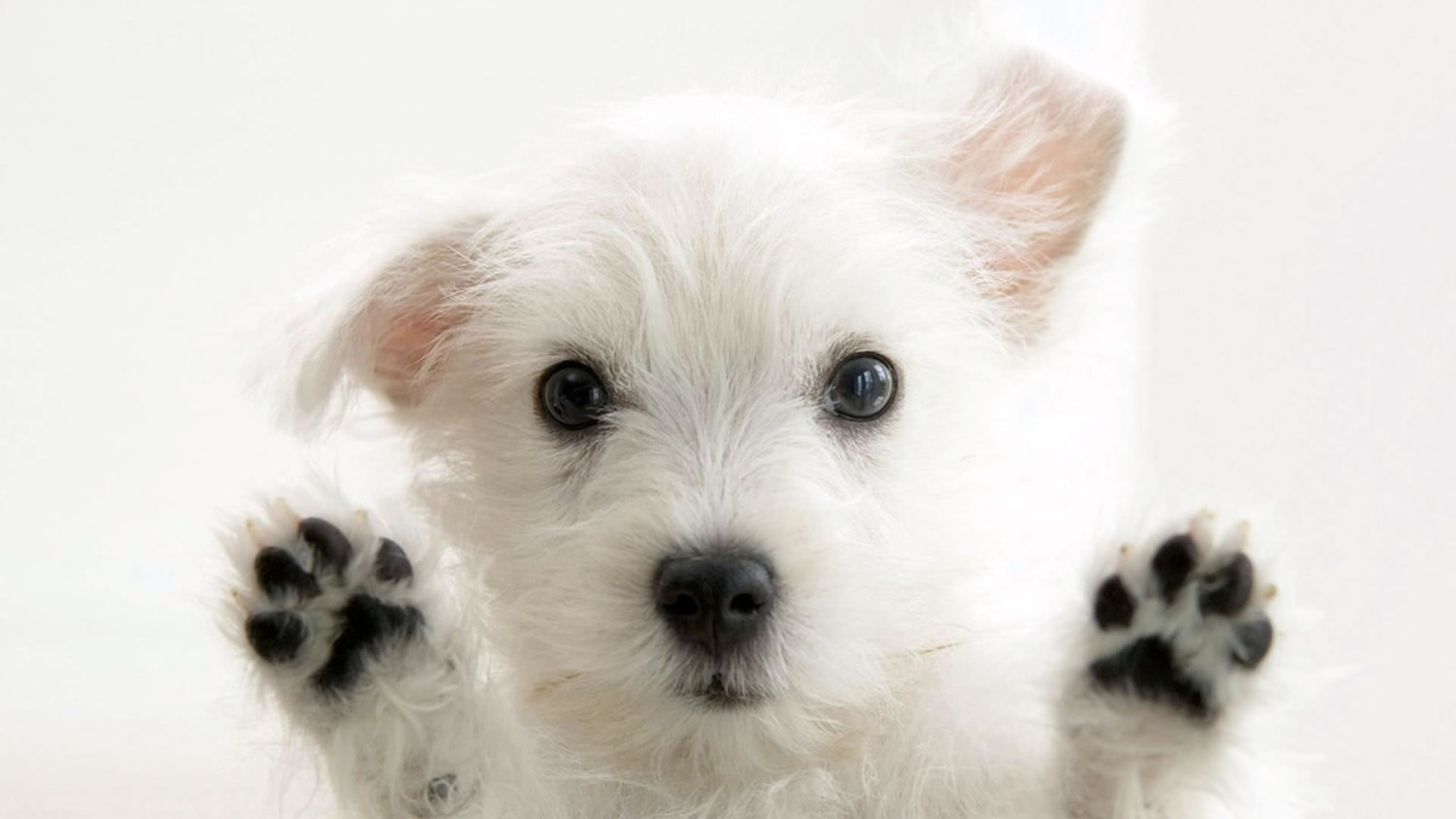 fondo de pantalla de perro mascota,perro,perrito,west highland white terrier,maltés,perro de compañía