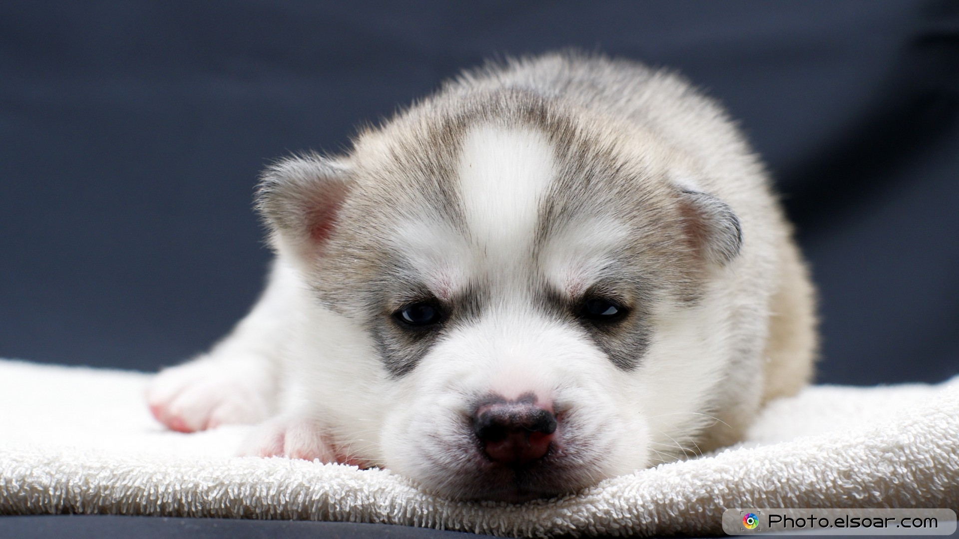 fond d'écran de chien de compagnie,chien,husky sibérien,chiot,malamute d'alaska,loup chien