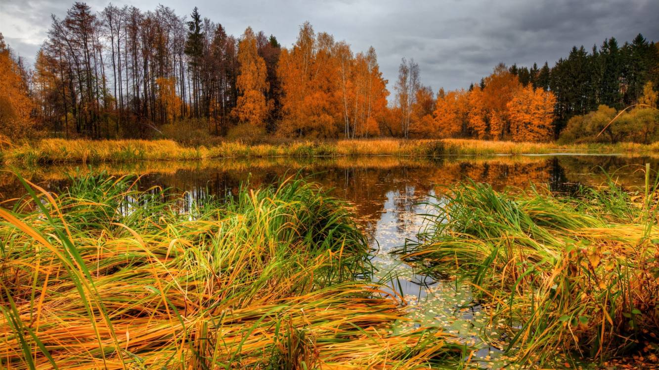 fondo de pantalla de pantano,paisaje natural,naturaleza,reflexión,árbol,pantano de agua dulce