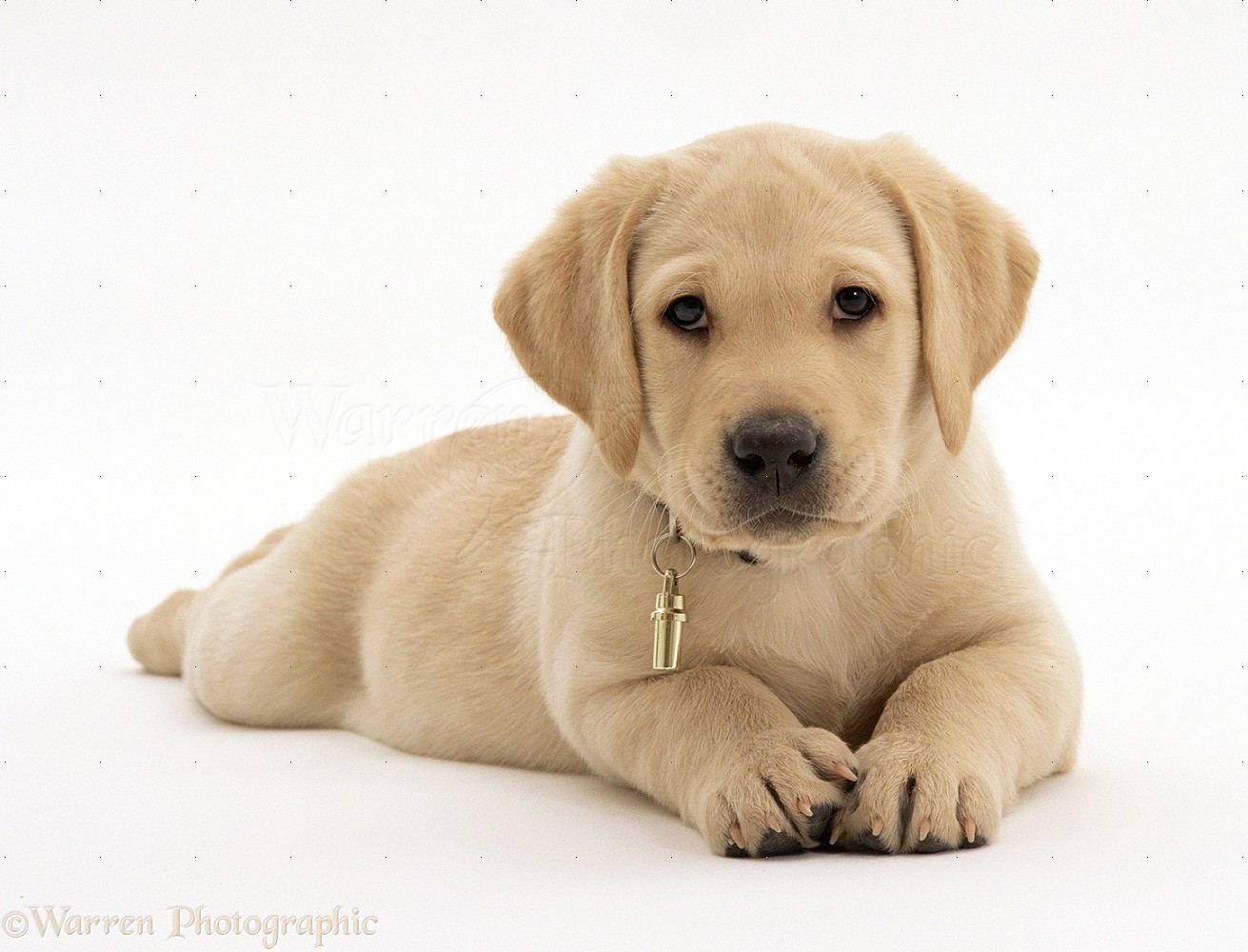 papier peint chiot labrador,chien,labrador retriever,chiot