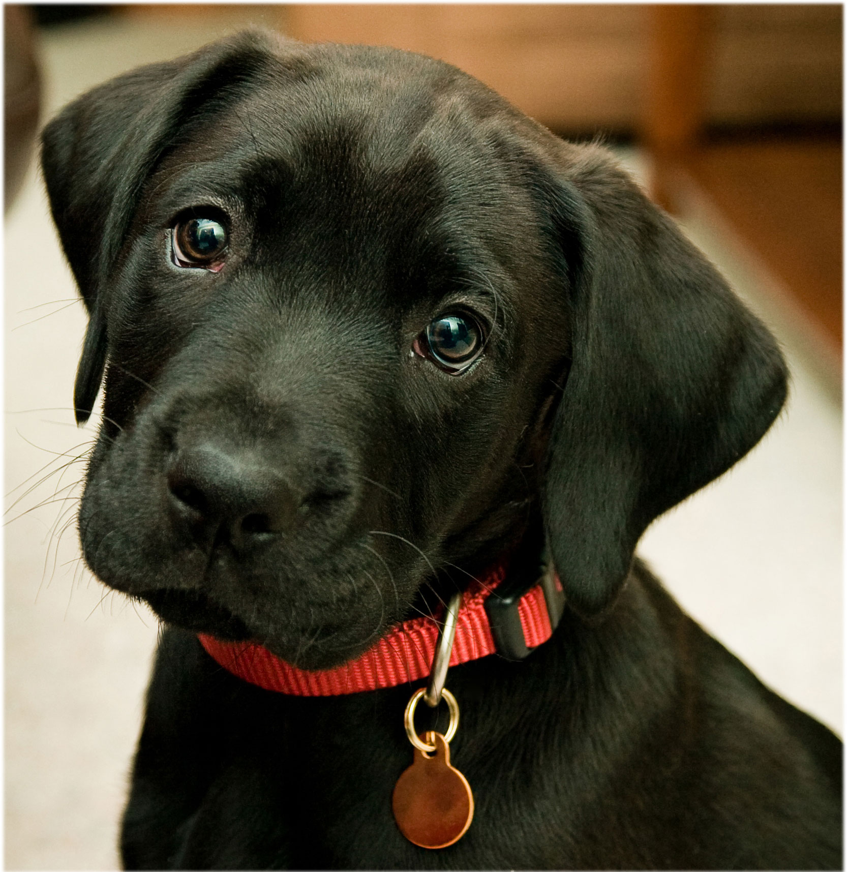 Papier Peint Chiot Labrador Chien Labrador Retriever Groupe Sportif Wallpaperuse