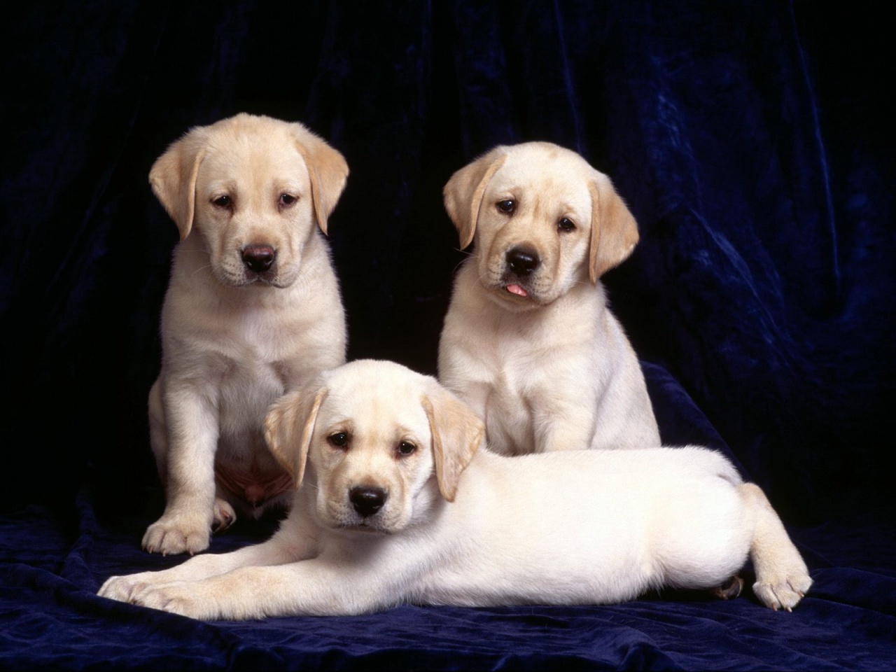 labrador puppy wallpaper,dog,mammal,vertebrate,dog breed,canidae