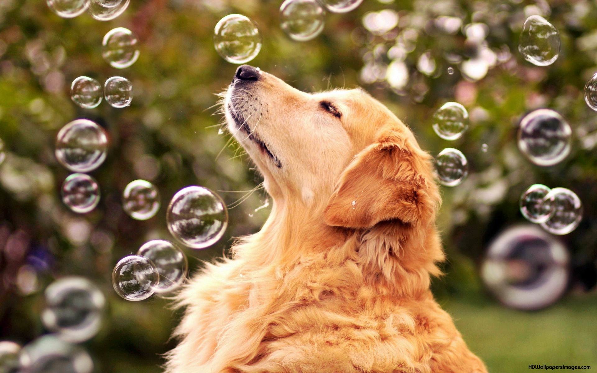 best dog wallpaper,dog,dog breed,canidae,mammal,golden retriever