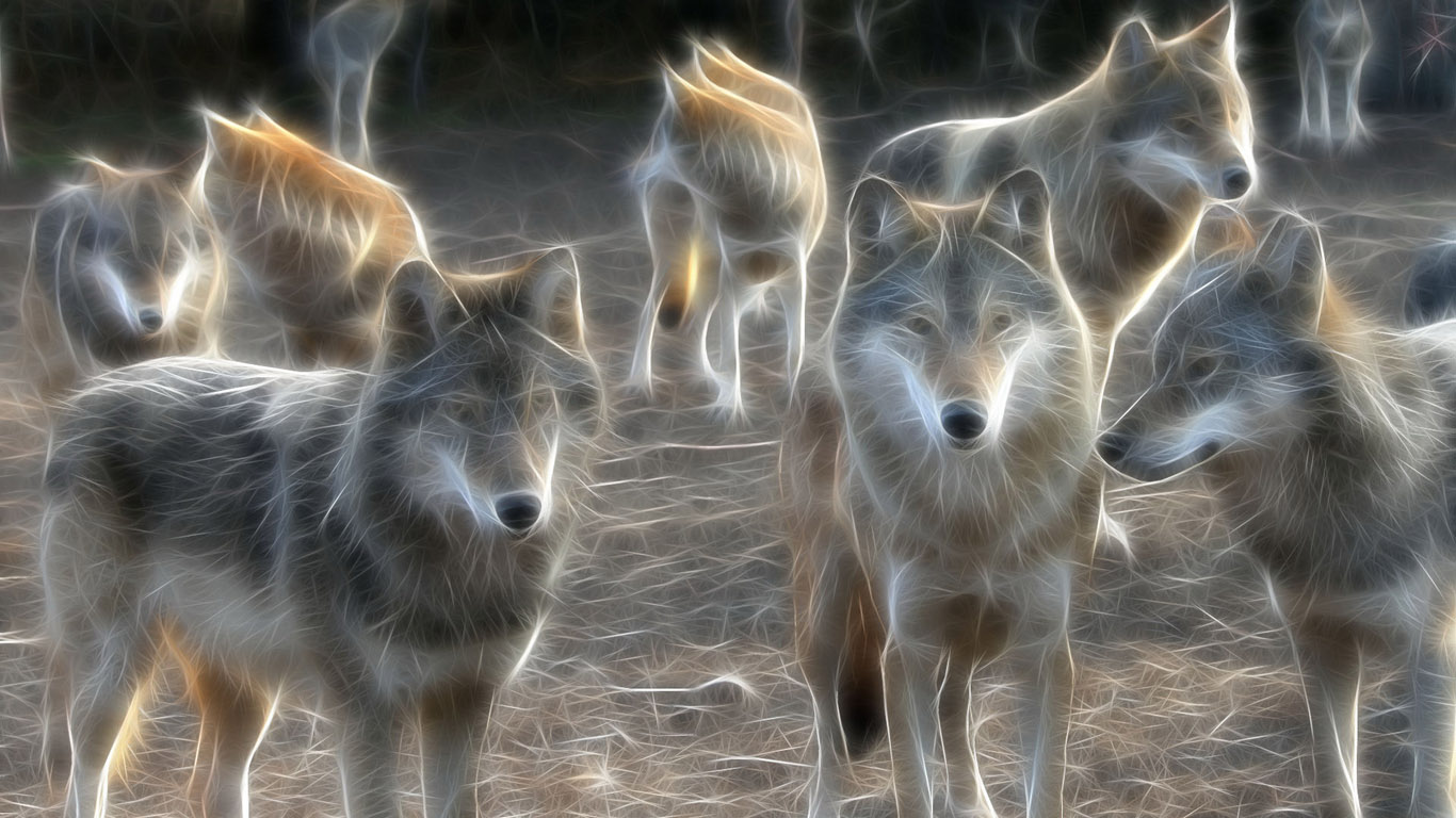3d dog wallpaper,wildlife,canidae,terrestrial animal,snout,coyote