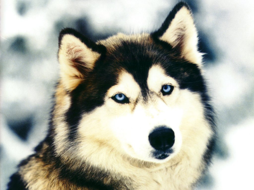 3d犬の壁紙,犬,シベリアンハスキー,サハリンハスキー,グリーンランド犬,アラスカのマラミュート