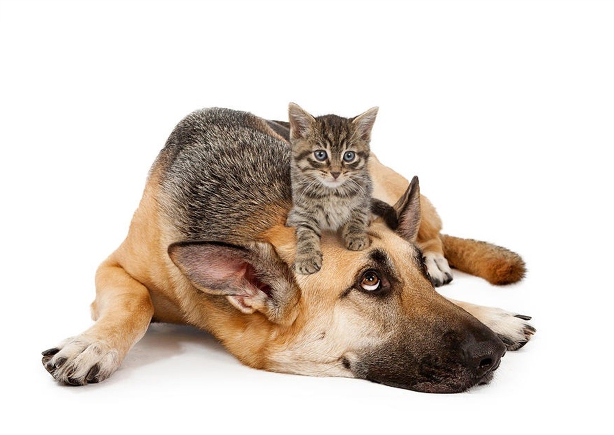 meilleur fond d'écran de chien,chat,félidés,chien,chats de petite à moyenne taille,museau