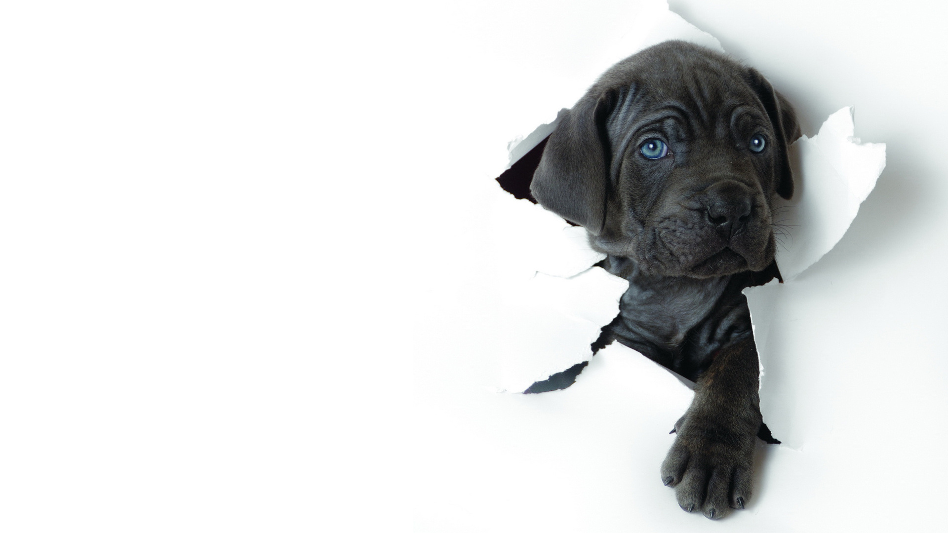 meilleur fond d'écran de chien,chien,chiot,museau,grand danois,cane corso