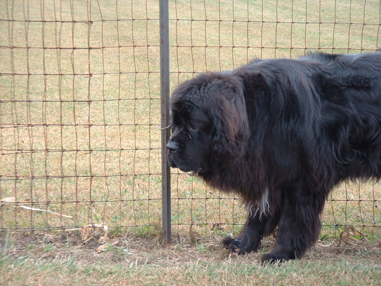 big dog wallpaper,dog,newfoundland,dog breed,canidae,snout