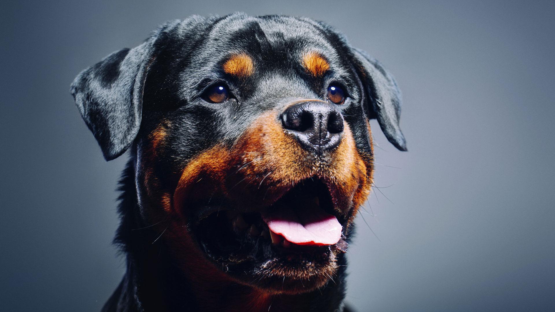 fondo de pantalla de perro grande,perro,rottweiler,hocico,cabeza,perro de trabajo
