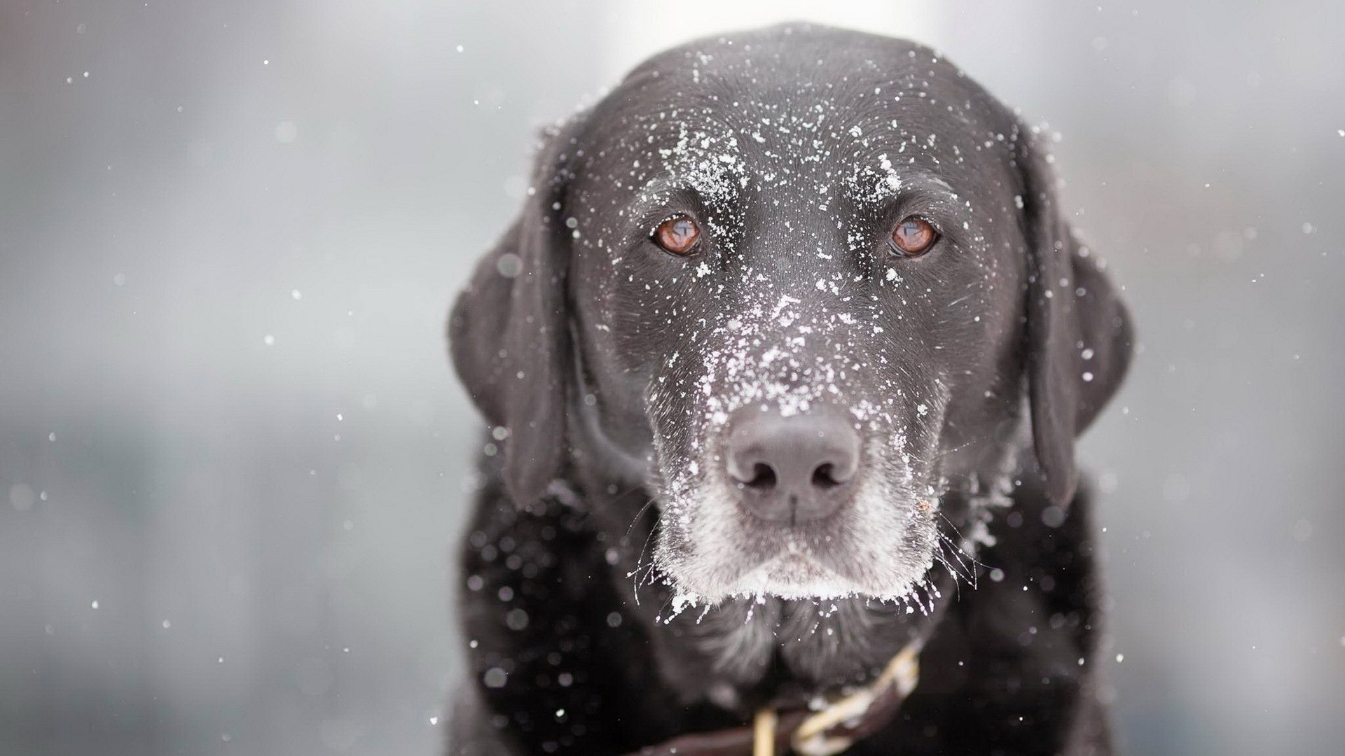 großer hund tapete,hund,labrador retriever,schnauze,sportgruppe