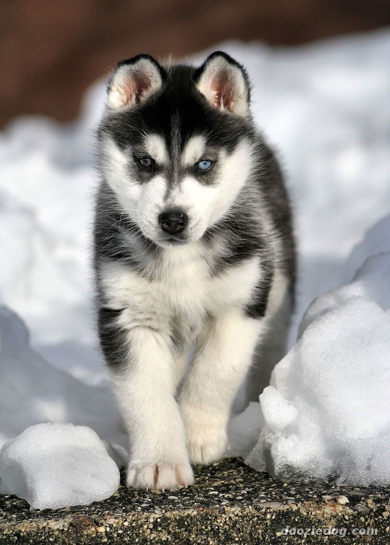 fondo de pantalla de cachorro husky,husky siberiano,perro,husky sakhalin,malamute de alaska,husky siberiano en miniatura
