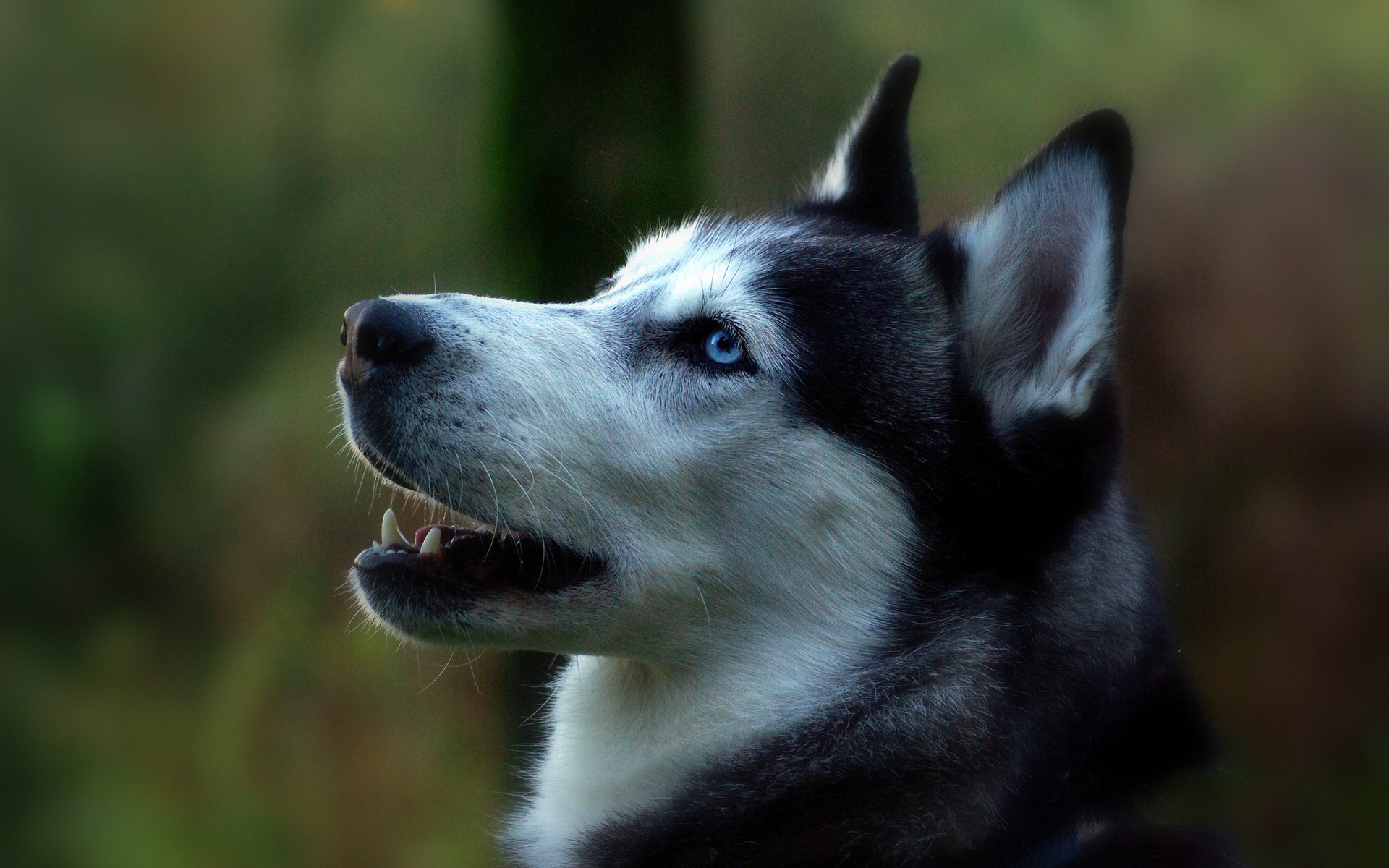 fondo de pantalla de perro grande,perro,husky siberiano,husky sakhalin,malamute de alaska,hocico