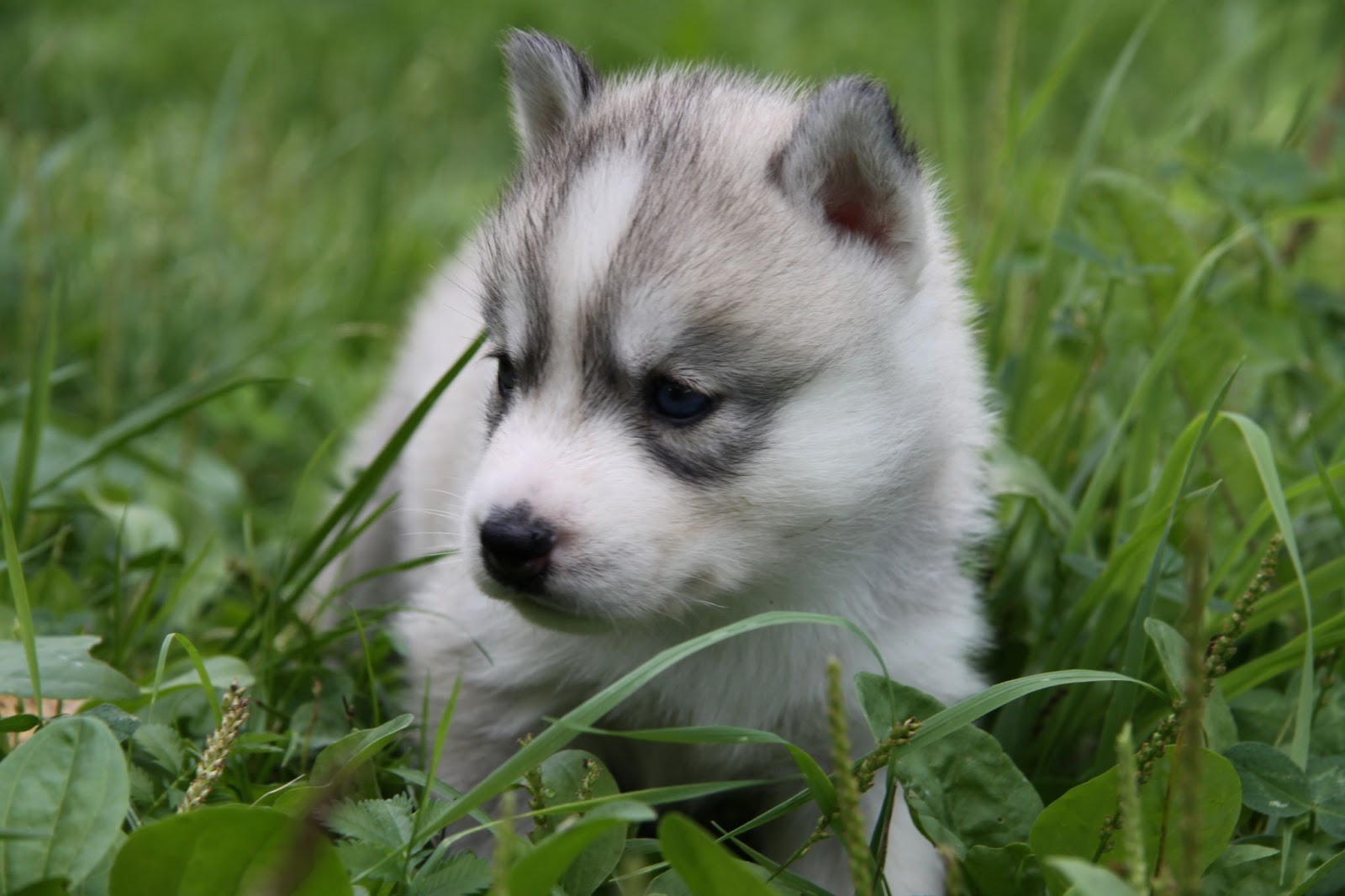 papier peint chiot husky,husky sibérien,chien,chiot,malamute d'alaska,loup chien