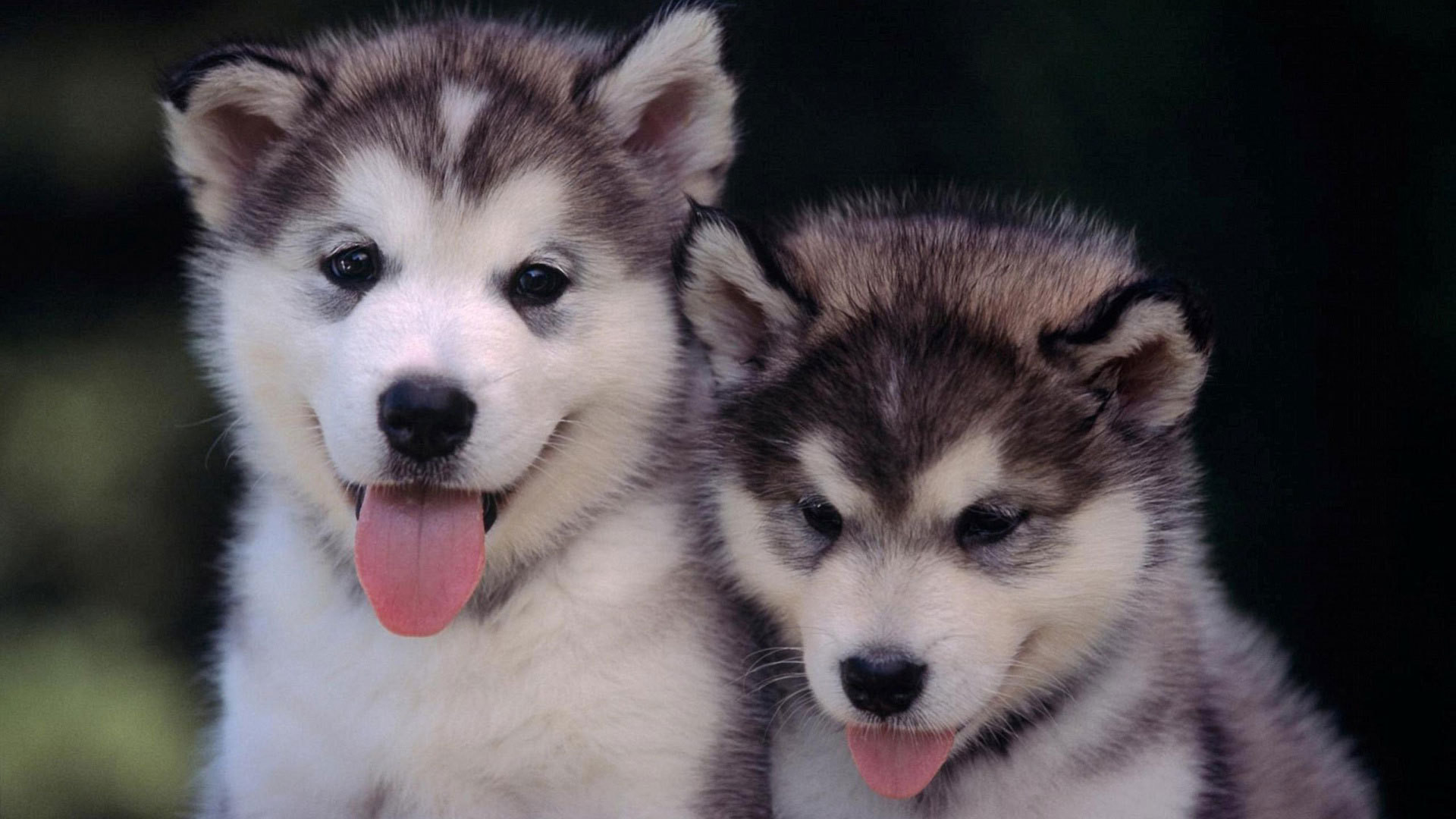 fondo de pantalla de cachorro husky,perro,husky siberiano,malamute de alaska,husky sakhalin,perro lobo