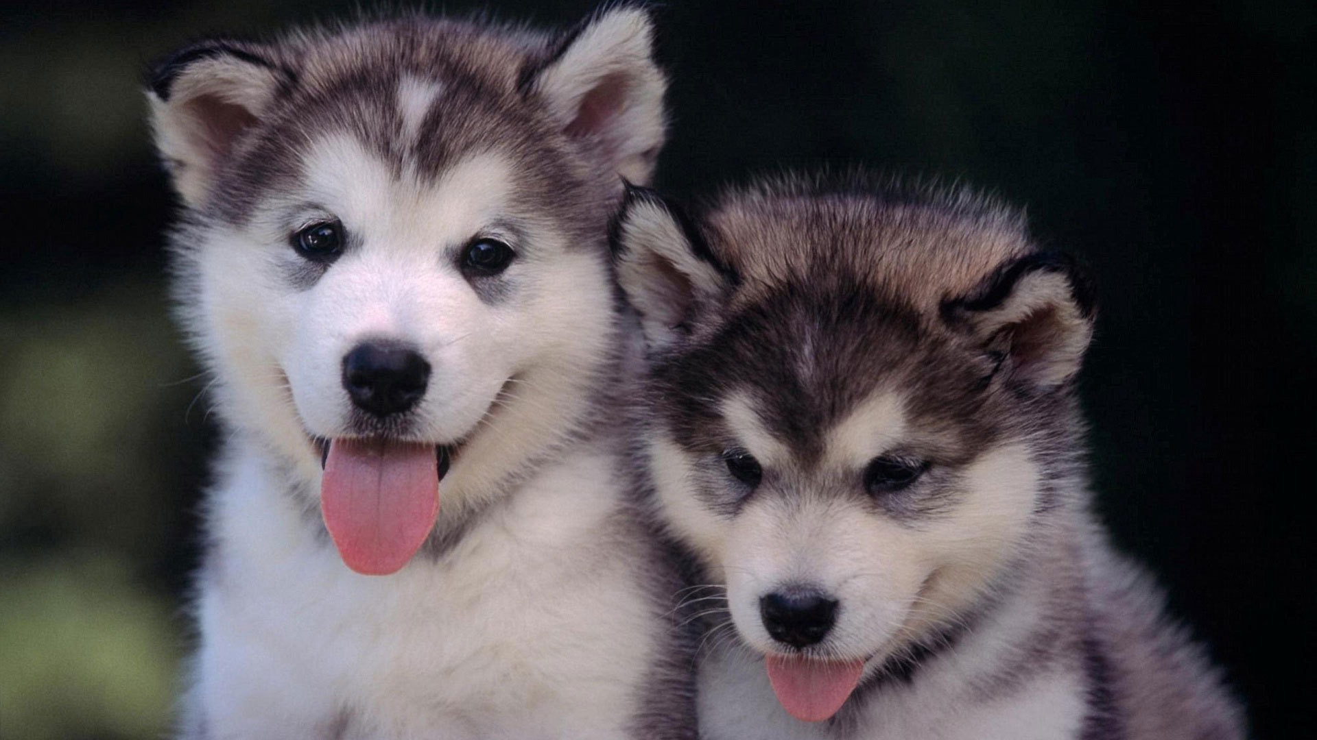Puppy Wallpaper Dog Mammal Siberian Husky Vertebrate Canidae Wallpaperuse