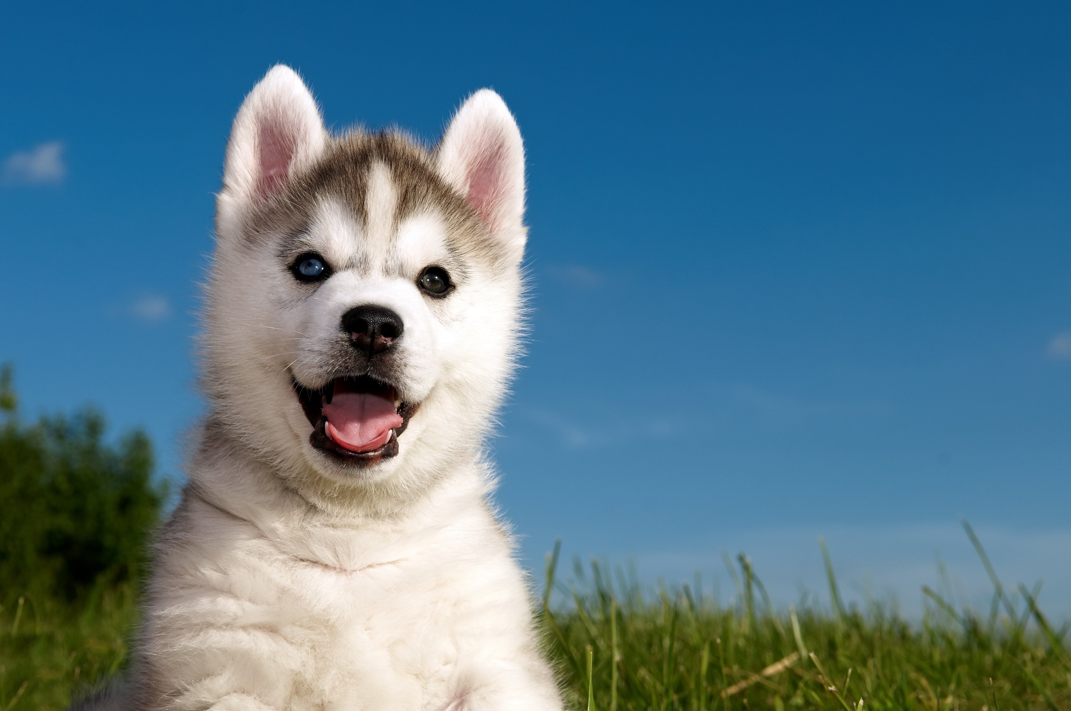 husky puppy wallpaper,dog,mammal,vertebrate,dog breed,canidae