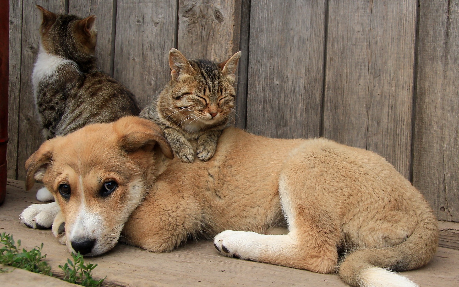 katze hund tapete,hund,katze,straßenhund,felidae,begleithund