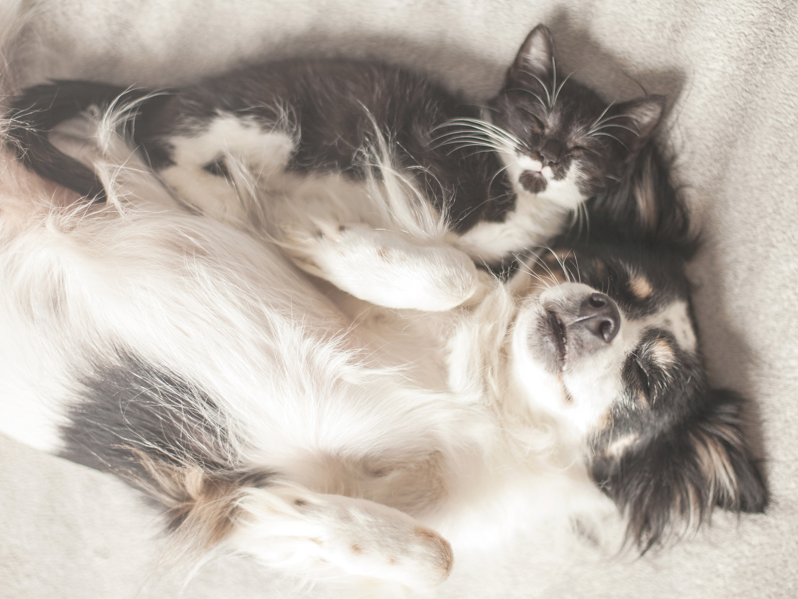 fond d'écran de chien de chat,chat,félidés,chats de petite à moyenne taille,moustaches,chaton