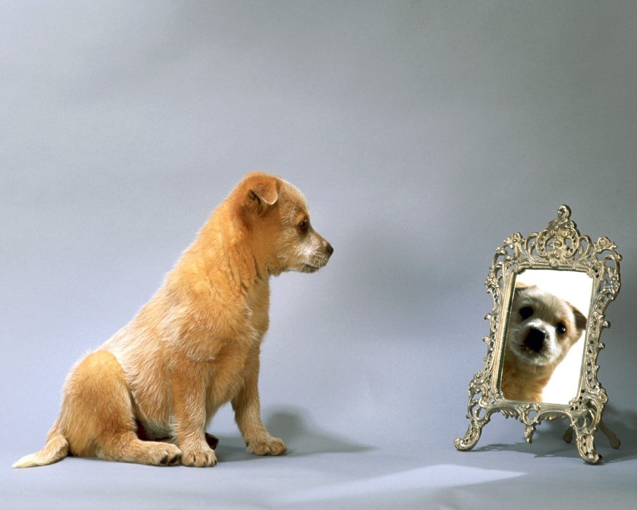 cachorro fondos de pantalla perrito fondos de pantalla,perro,perrito,perro de compañía,cairn terrier,figurilla