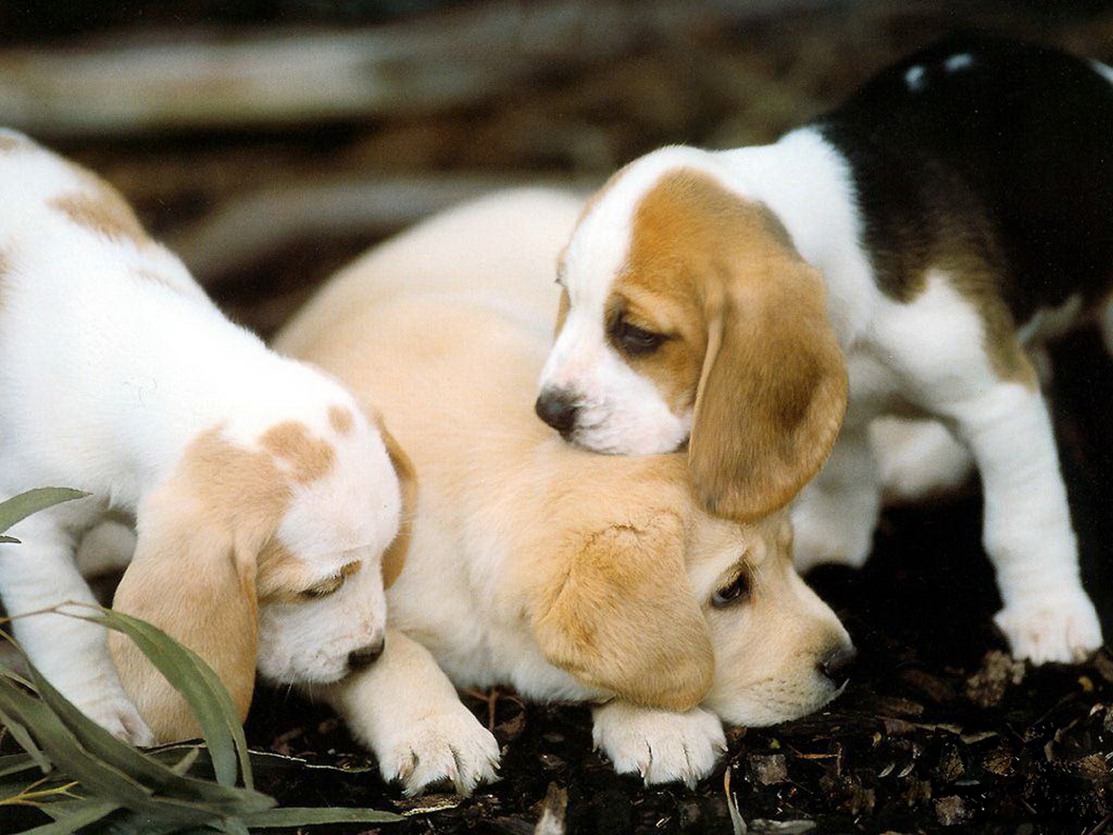 puppy wallpaper doggy wallpapers,dog,mammal,vertebrate,dog breed,canidae