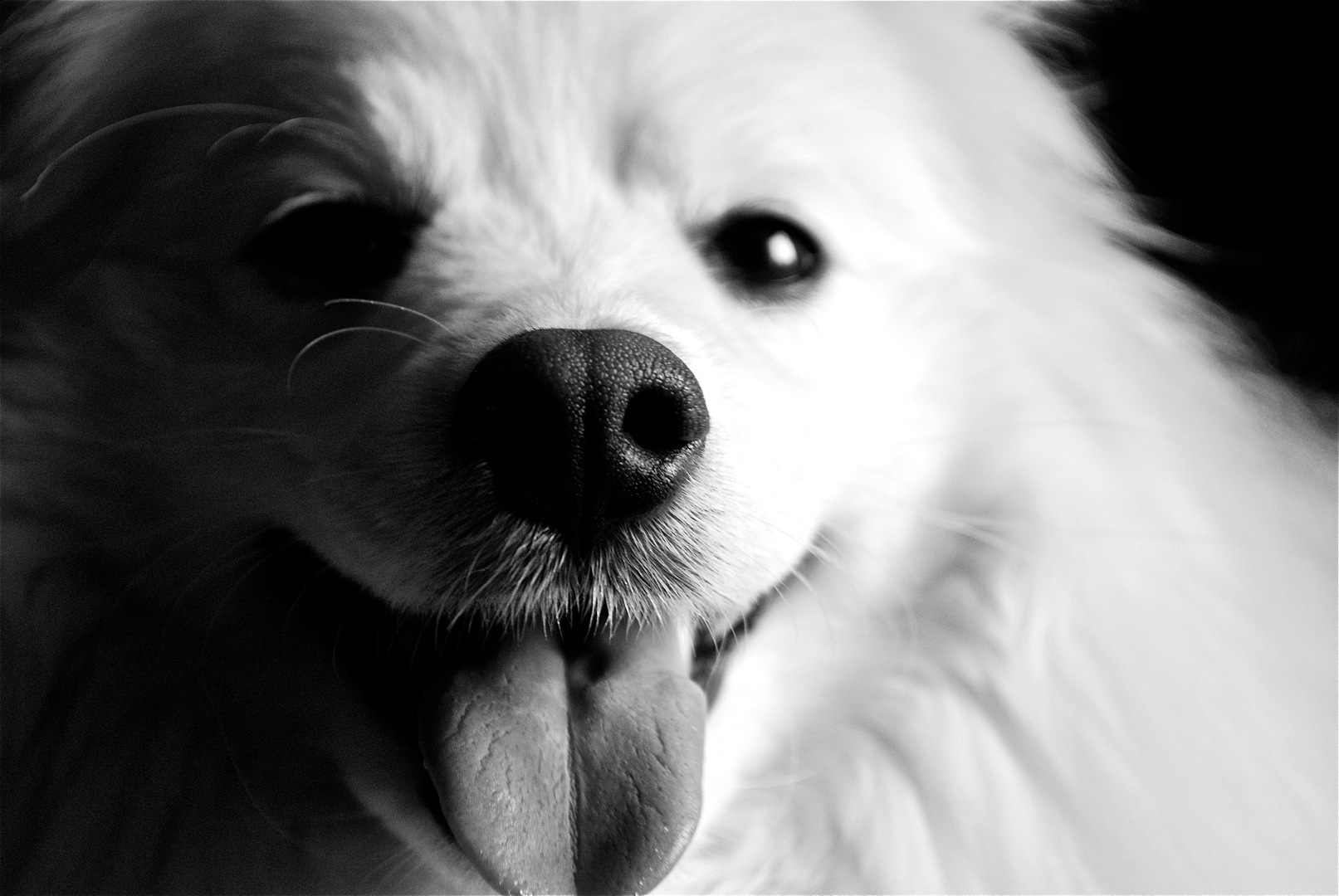 white dog wallpaper,dog,mammal,canidae,dog breed,nose