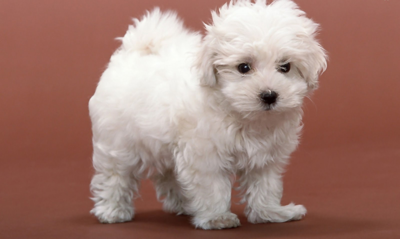 papier peint chien blanc,chien,maltais,chiot