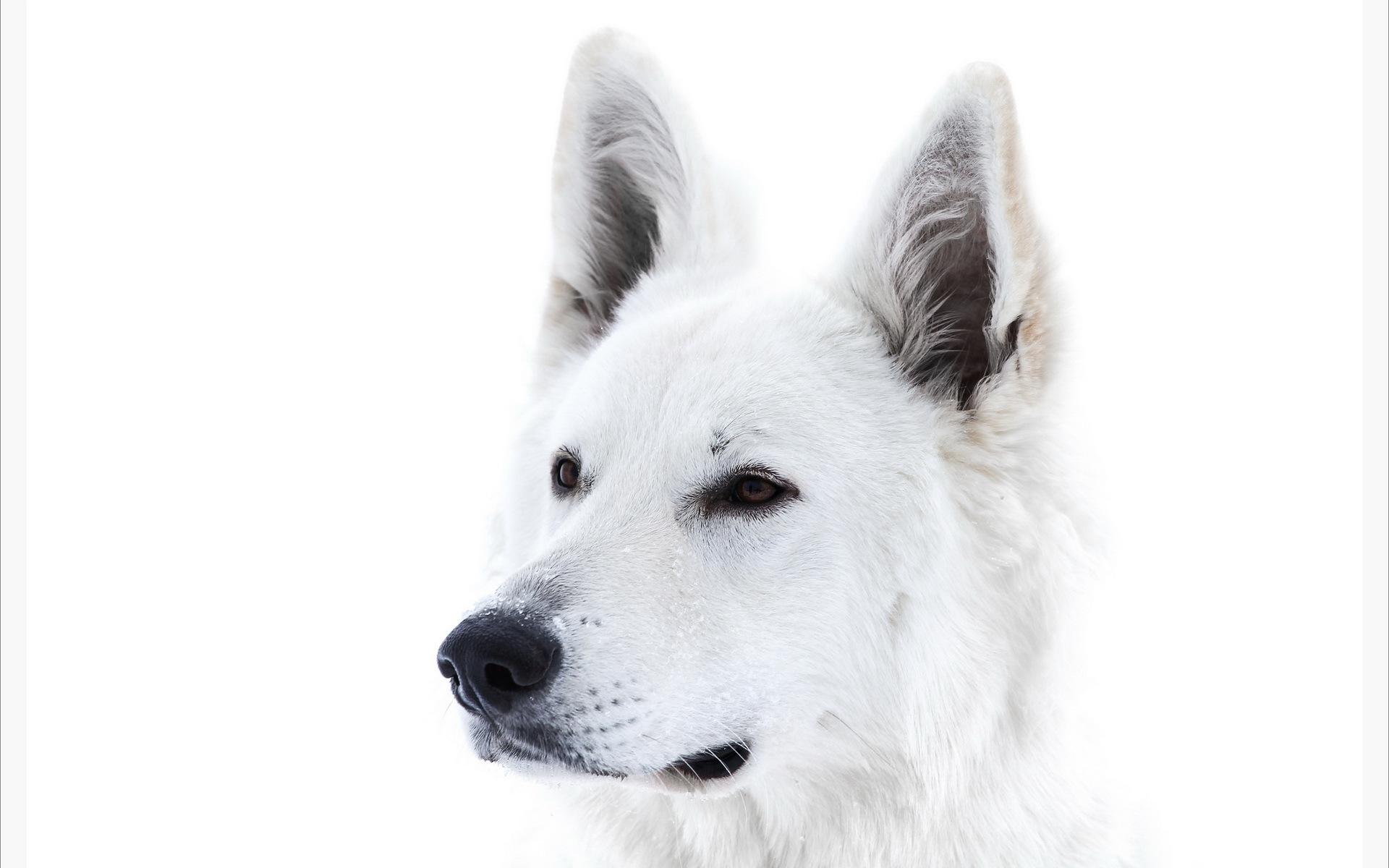 papier peint chien blanc,chien,blanc,berger blanc