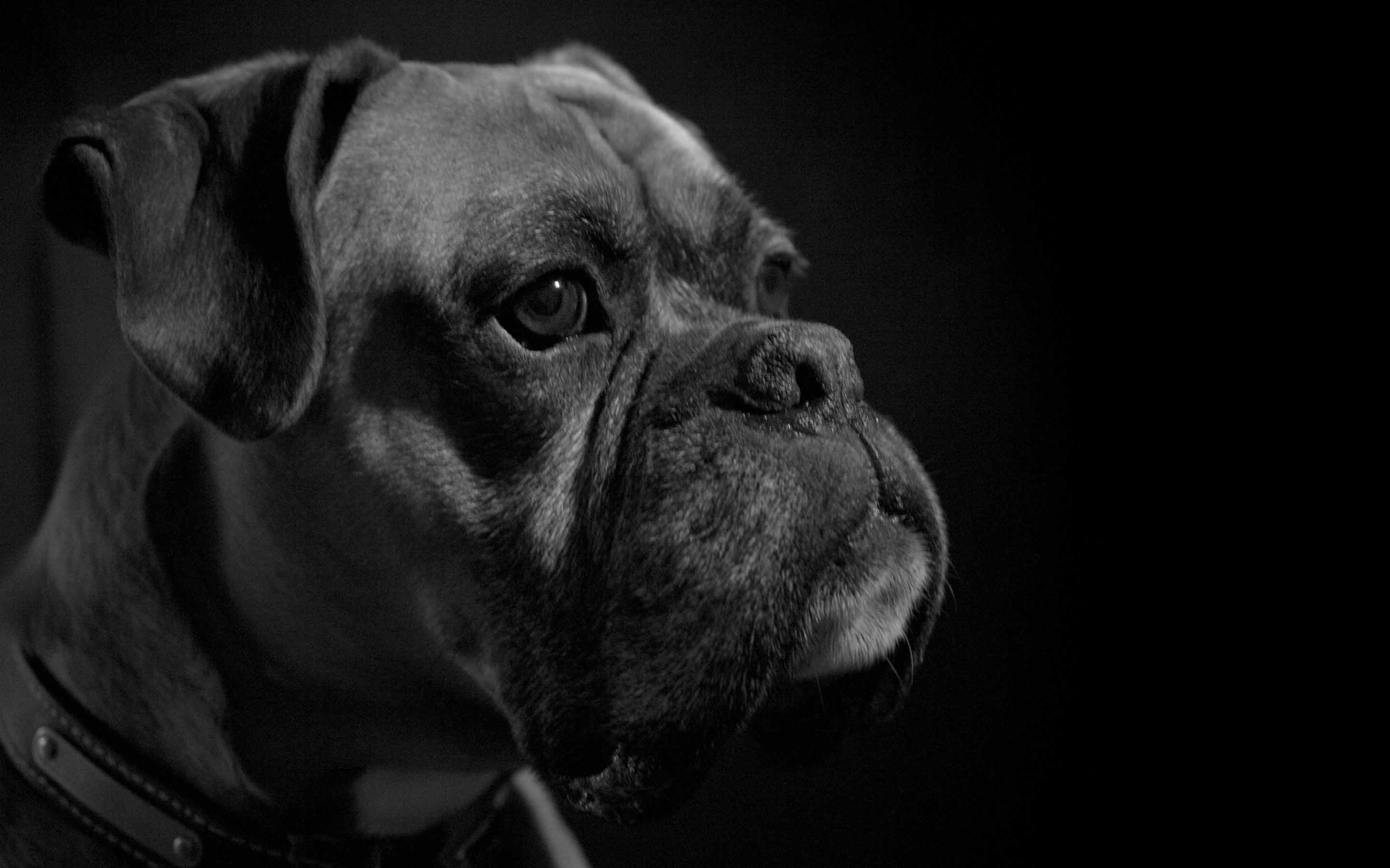 fondo de pantalla de perro blanco,perro,hocico,boxer,olde bulldogge inglés