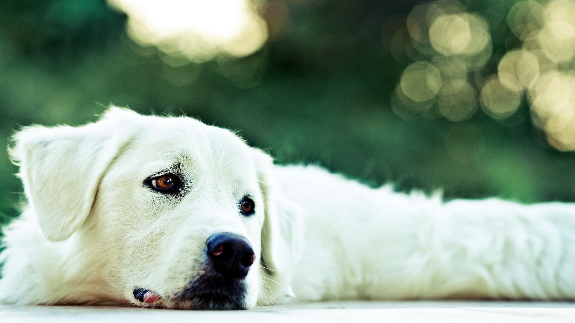 fondo de pantalla de perro blanco,perro,grandes pirineos,hocico
